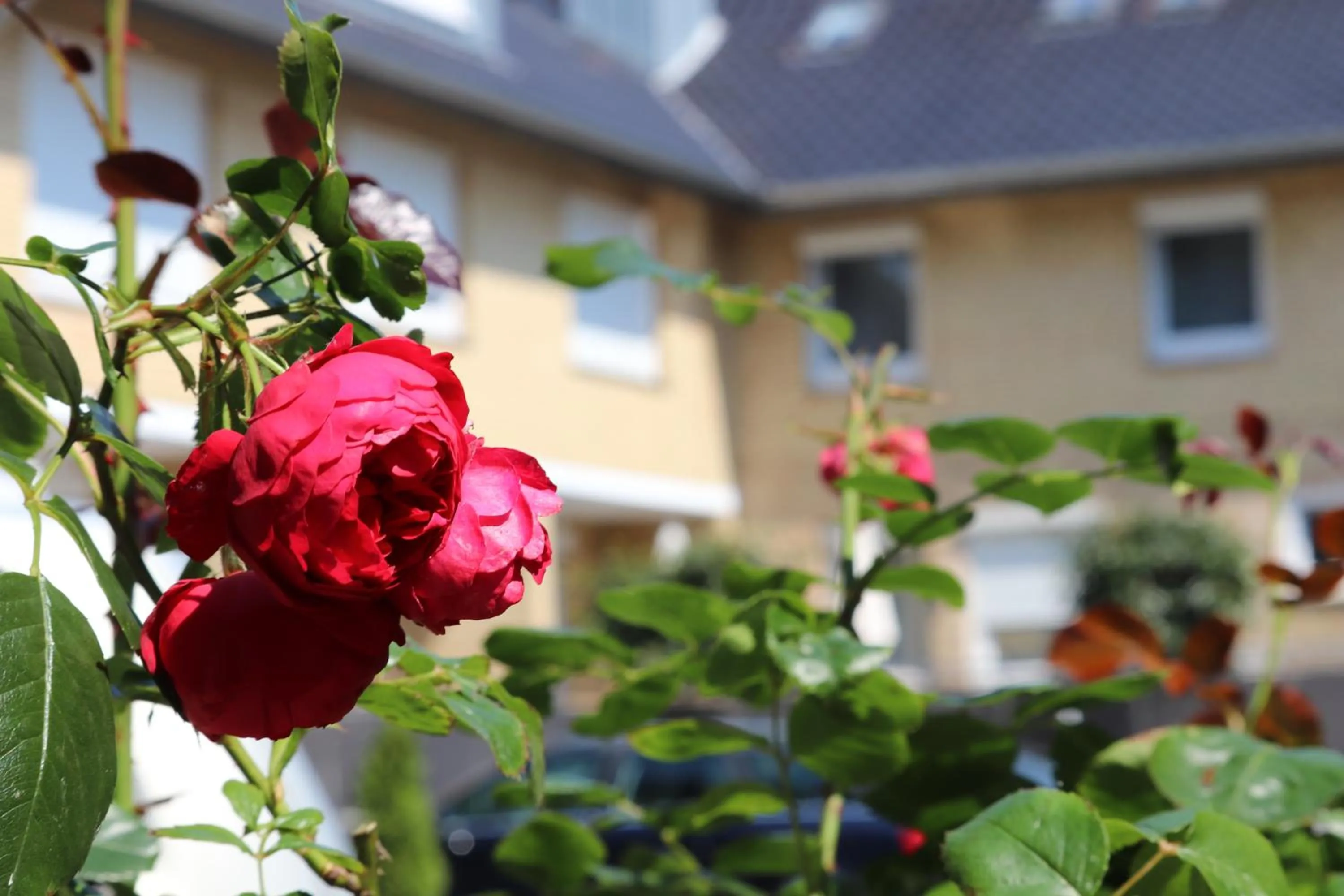 Garden in Hotel Ostseeresidenz Cammann Grömitz