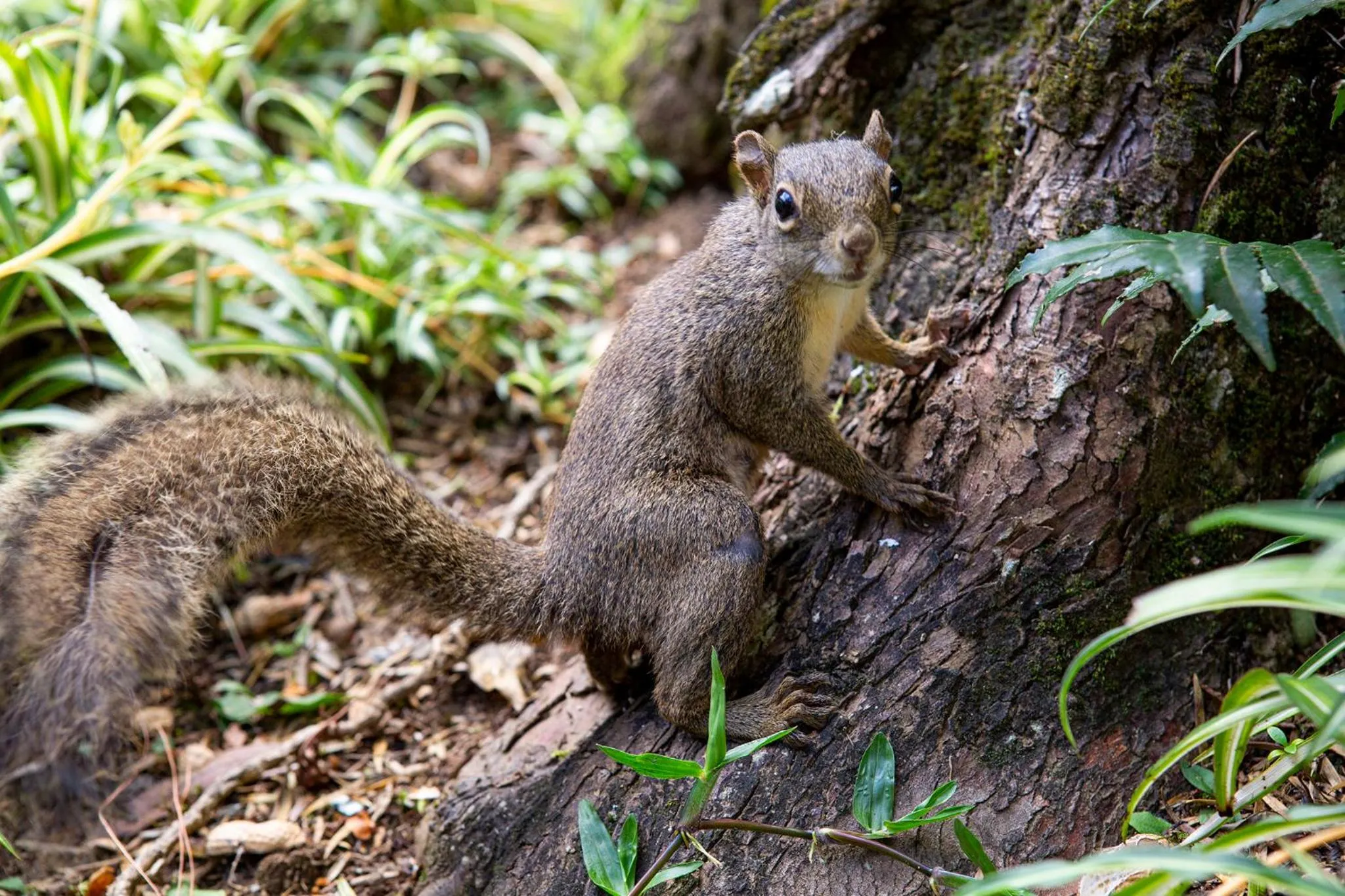 Animals in Pousada Suiça Mineira Garden