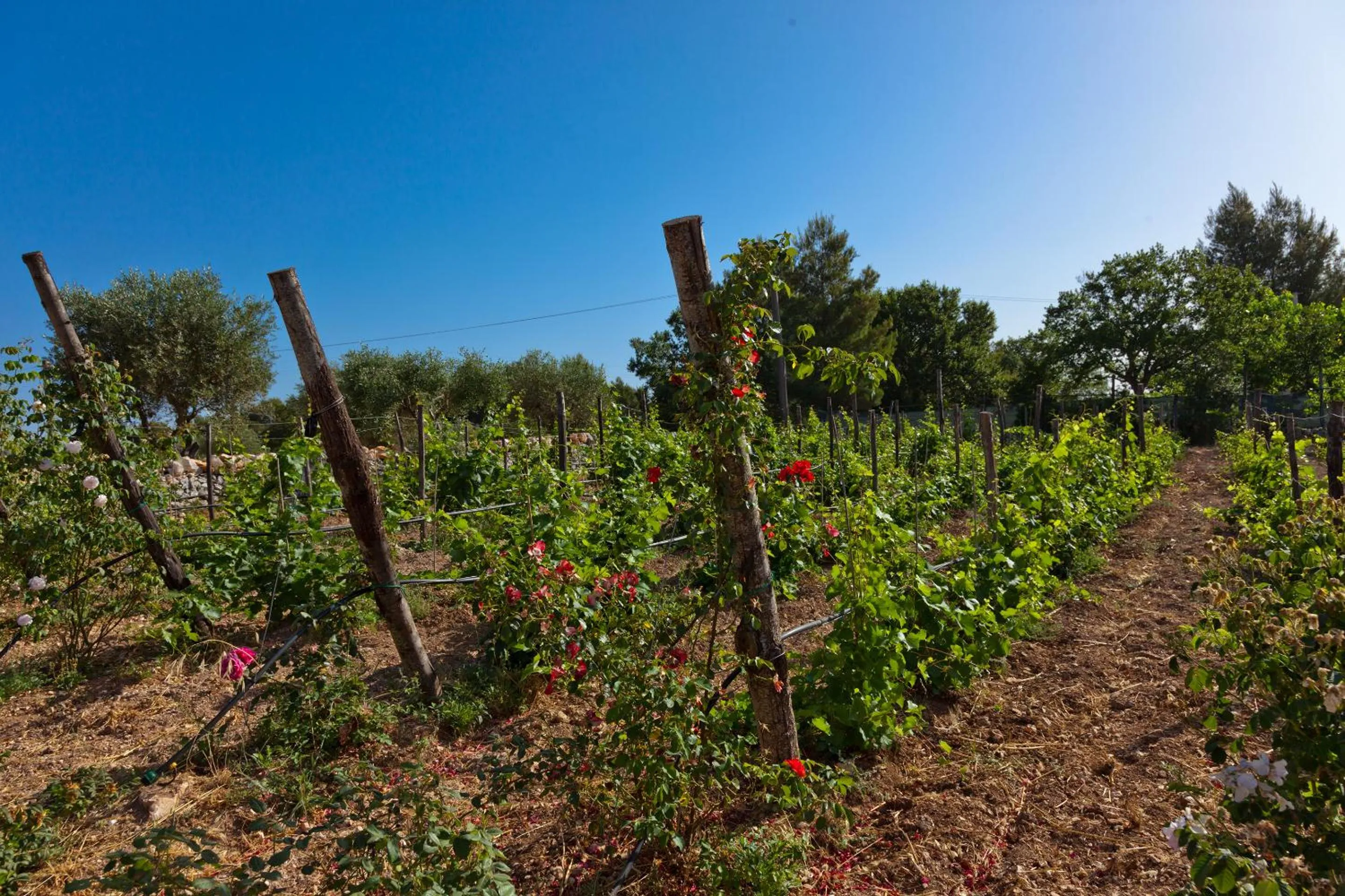 Natural landscape in Borgo Del Tempo Ritrovato - Luxury Relais in Puglia