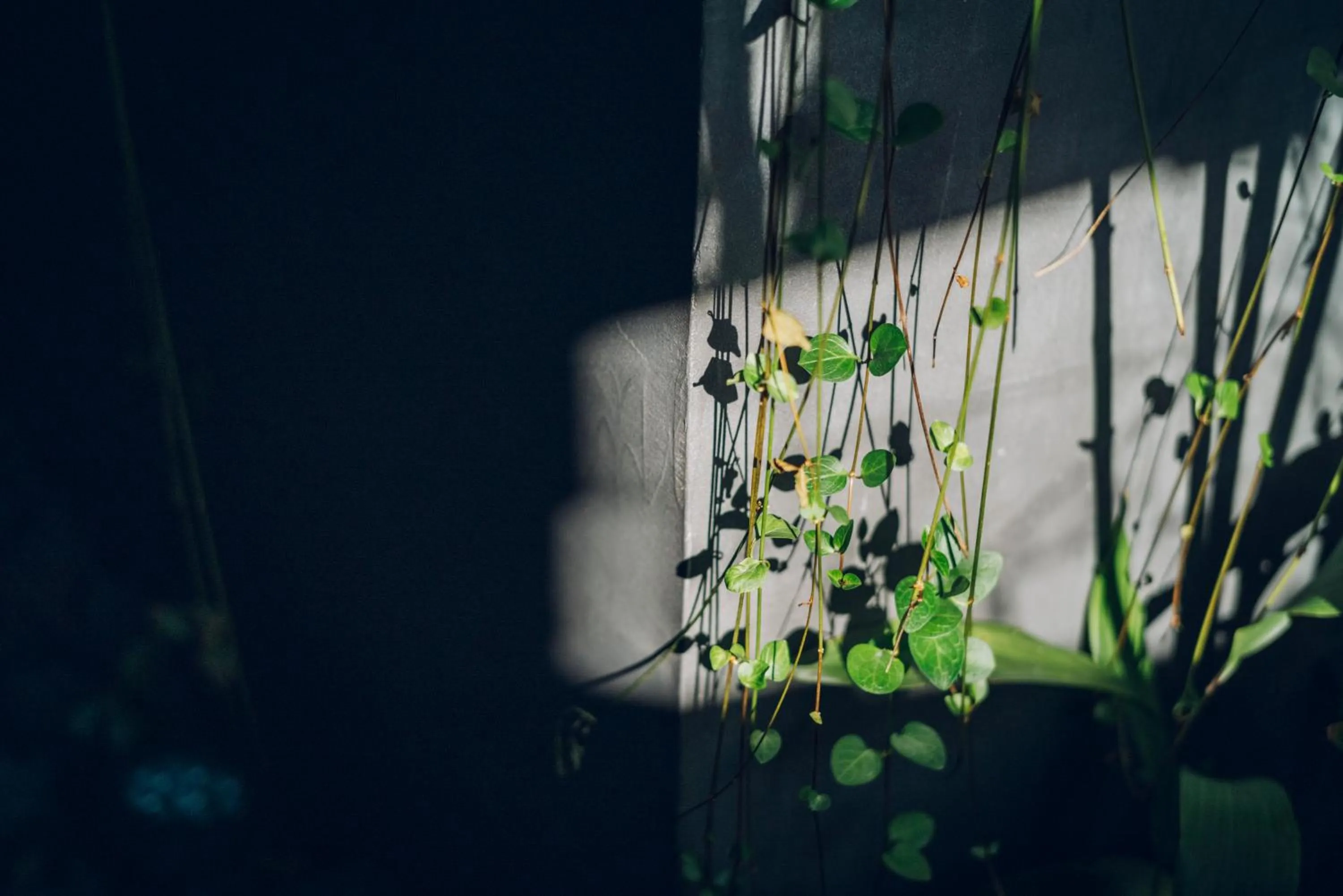 Garden view in Nozomu House Kyoto