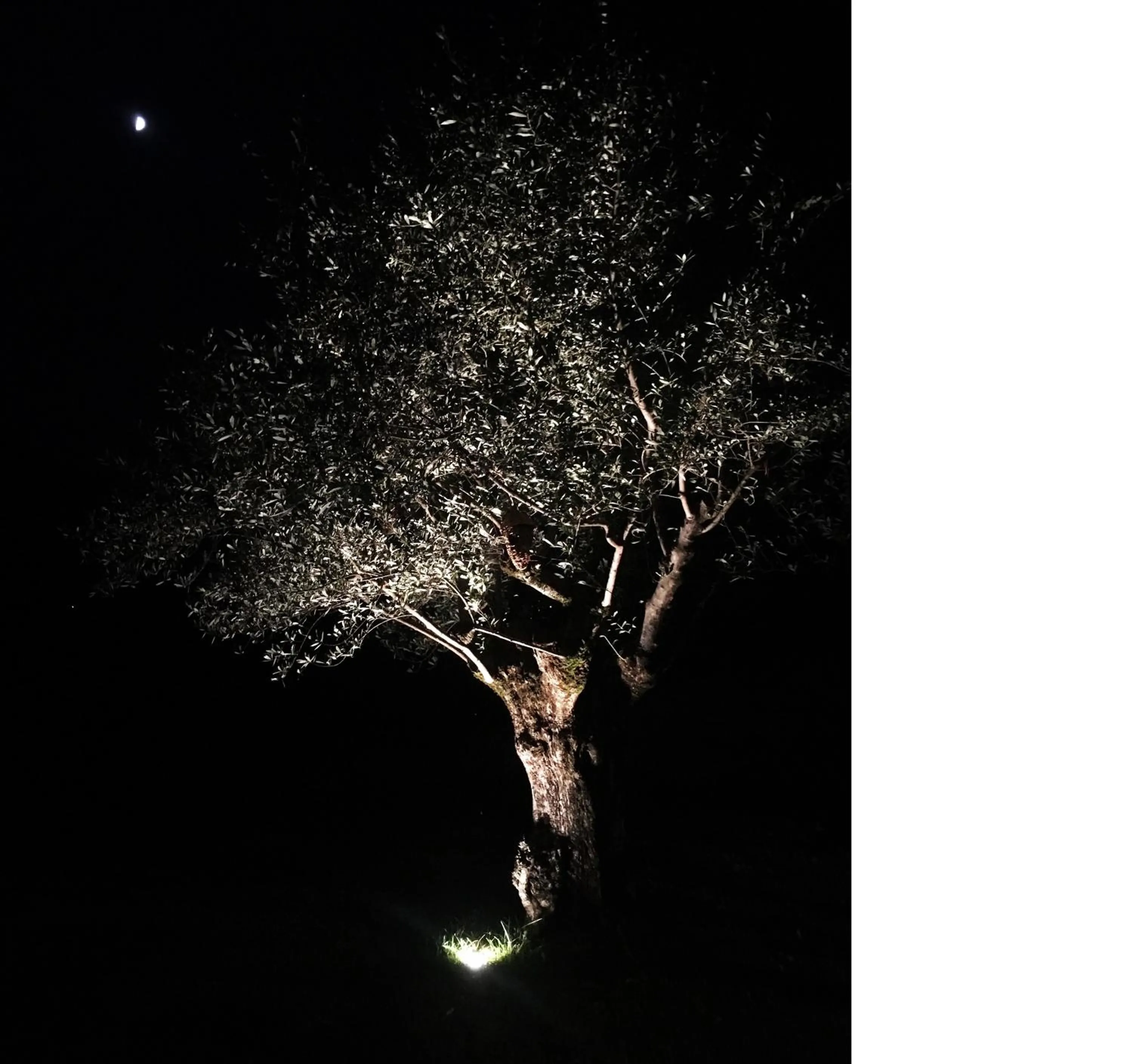 Natural landscape in B&B Gli Ulivi