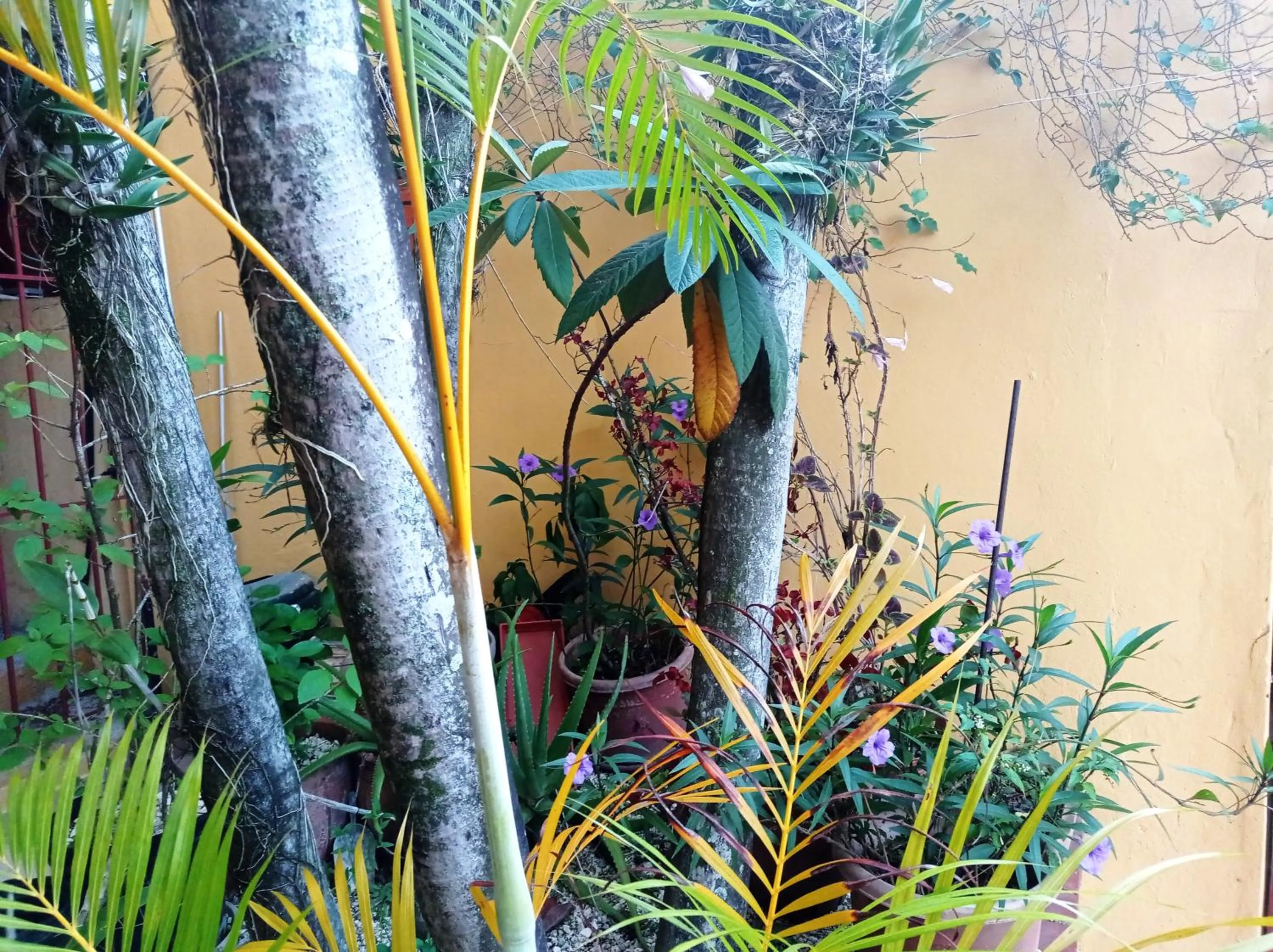 View (from property/room) in Hotel Casa Coco