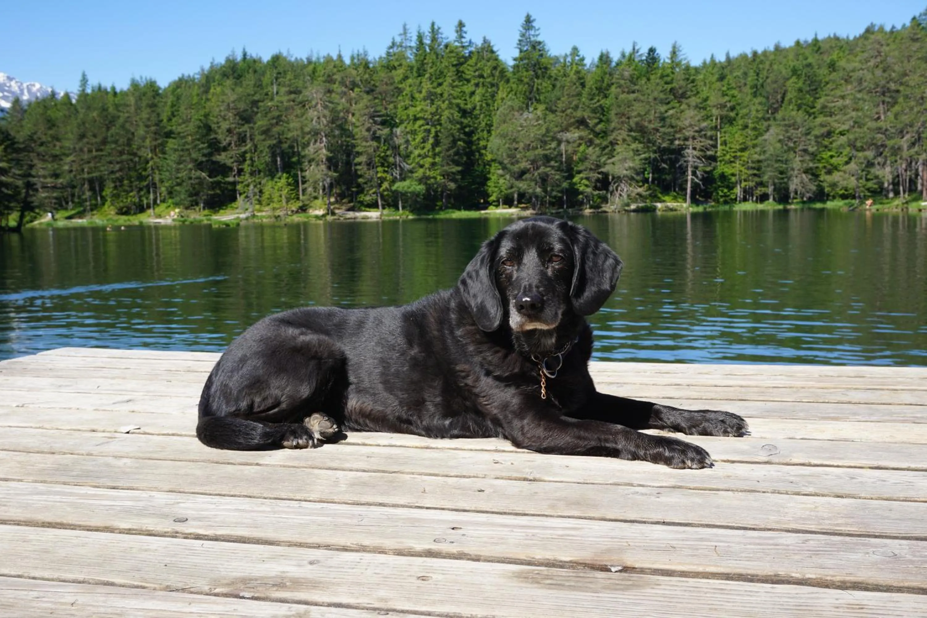 Pets in Hotel Pension Tyrol