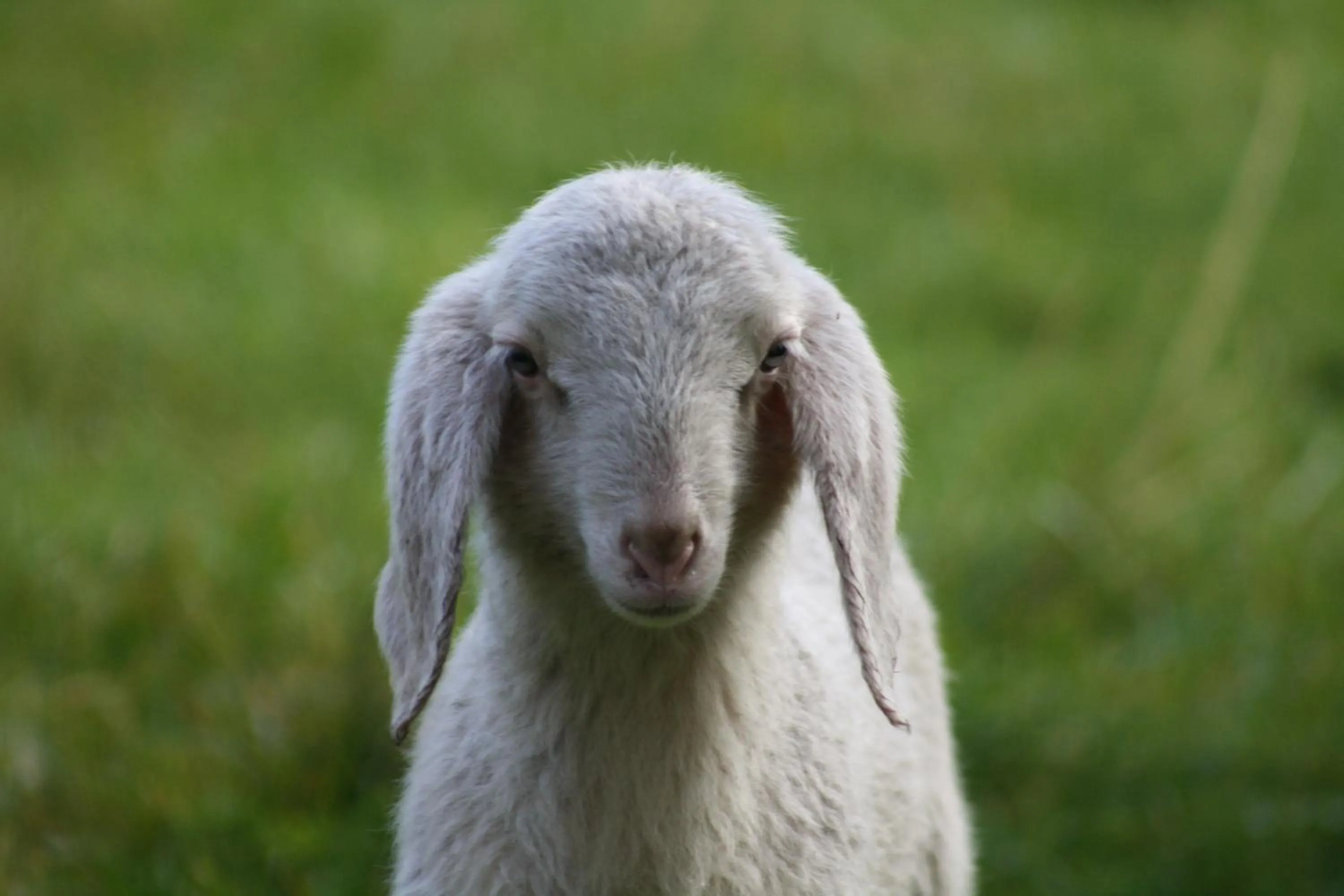 Hiking in Hotel Pension Tyrol