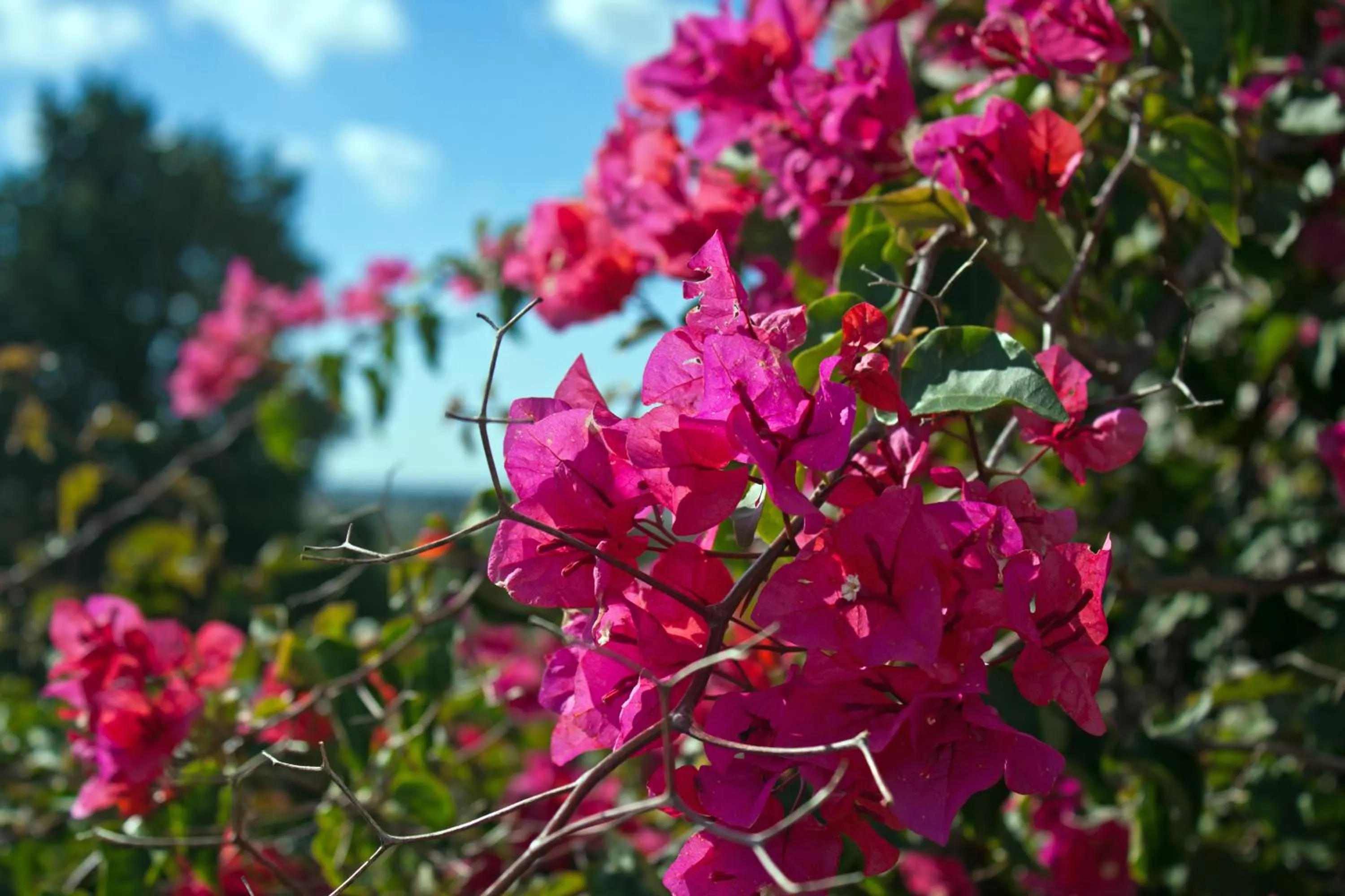 Decorative detail in La Fattoria