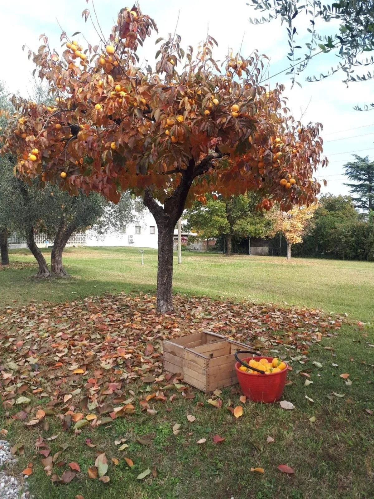 Patio in AGRITURISMO COLOMBARE TEBOI