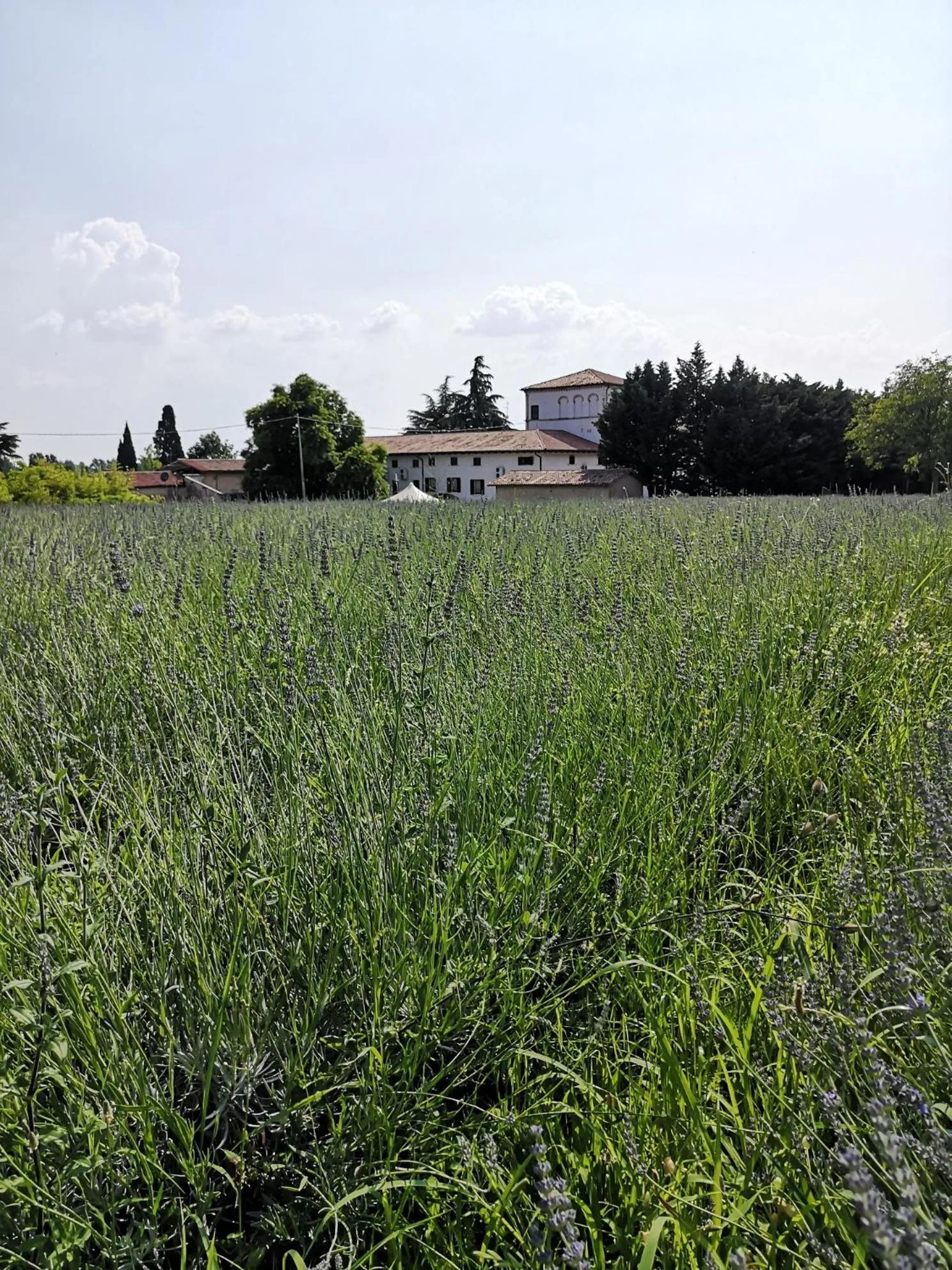 View (from property/room) in AGRITURISMO COLOMBARE TEBOI
