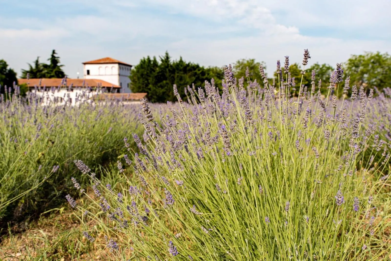 Garden in AGRITURISMO COLOMBARE TEBOI