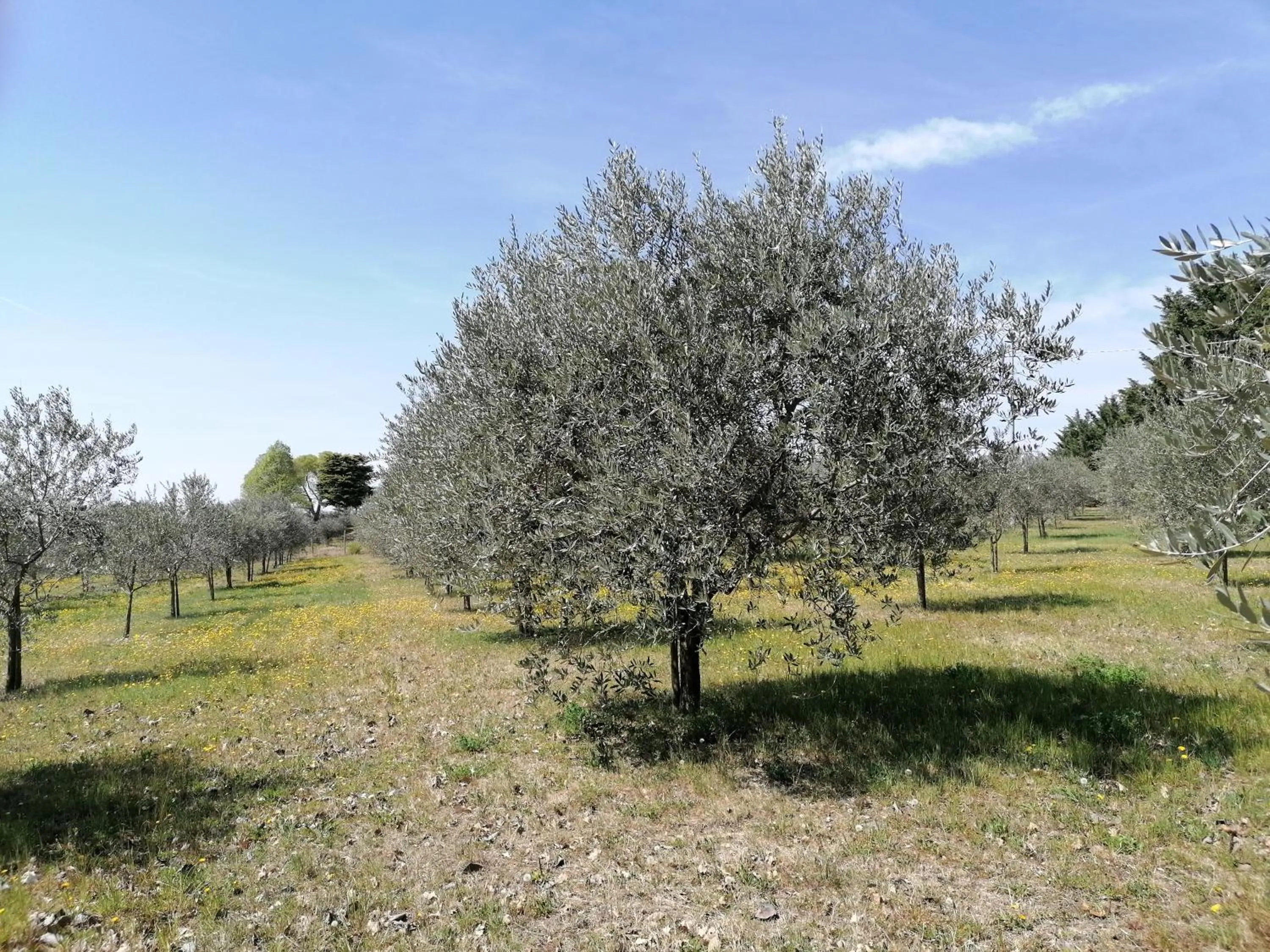 Garden in AGRITURISMO COLOMBARE TEBOI