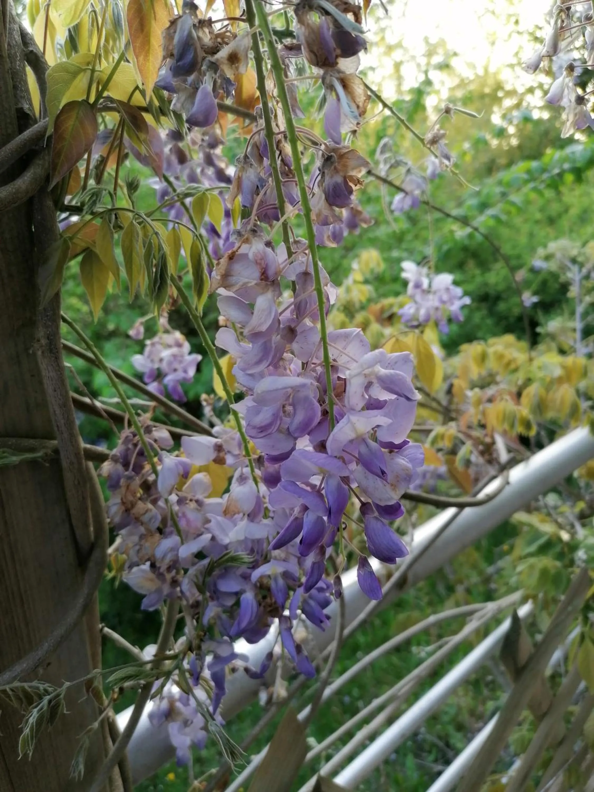 Garden in Sherwood