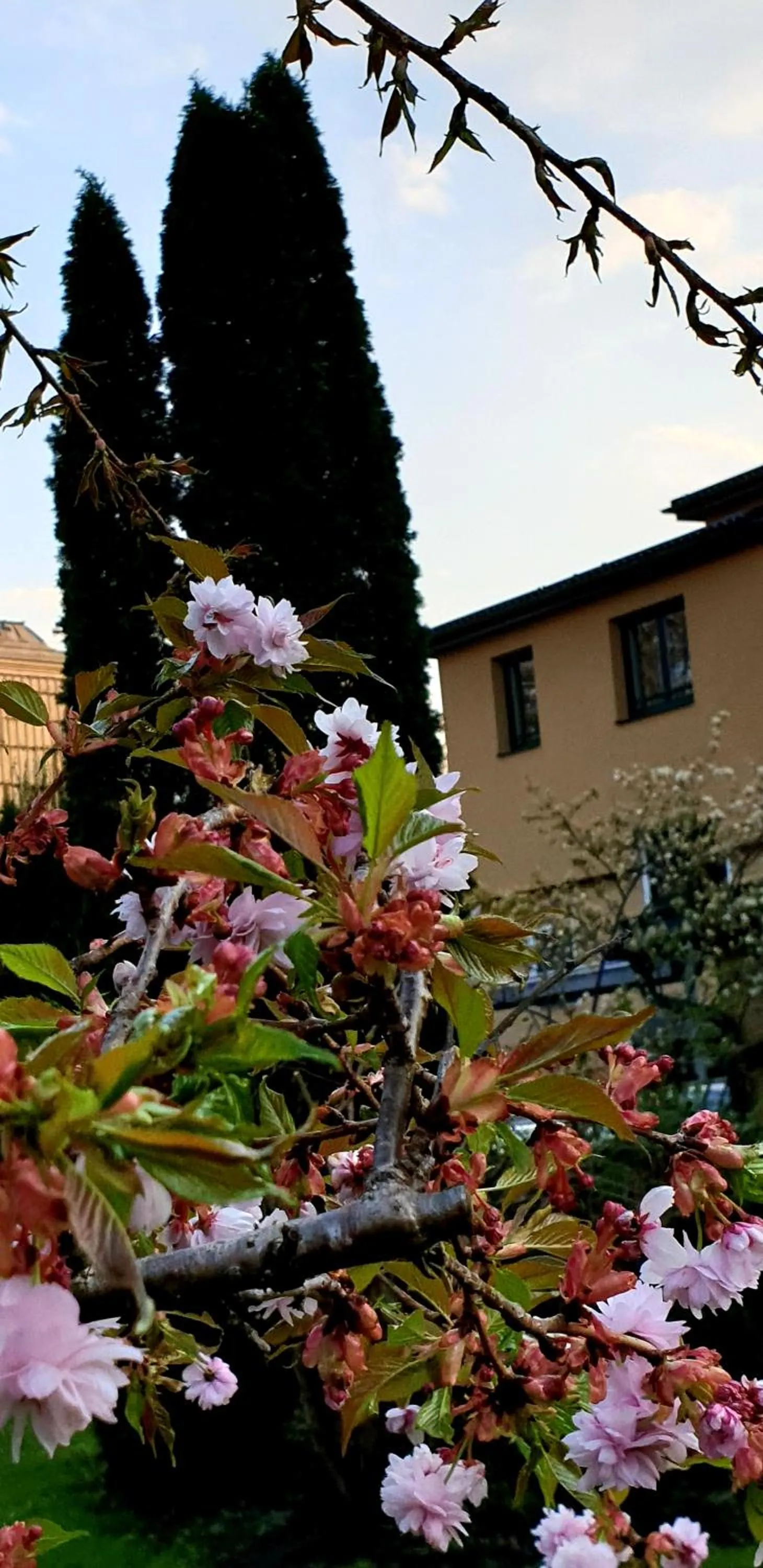 Garden in Hotel Via Roma