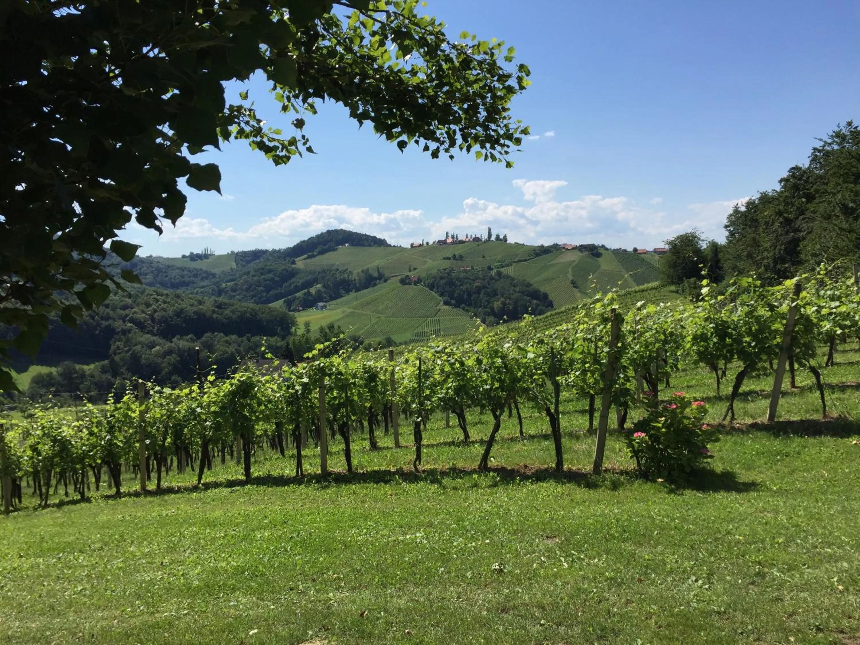 Hiking in Hotel am Marktplatz - Landgasthof Wratschko - Gamlitz