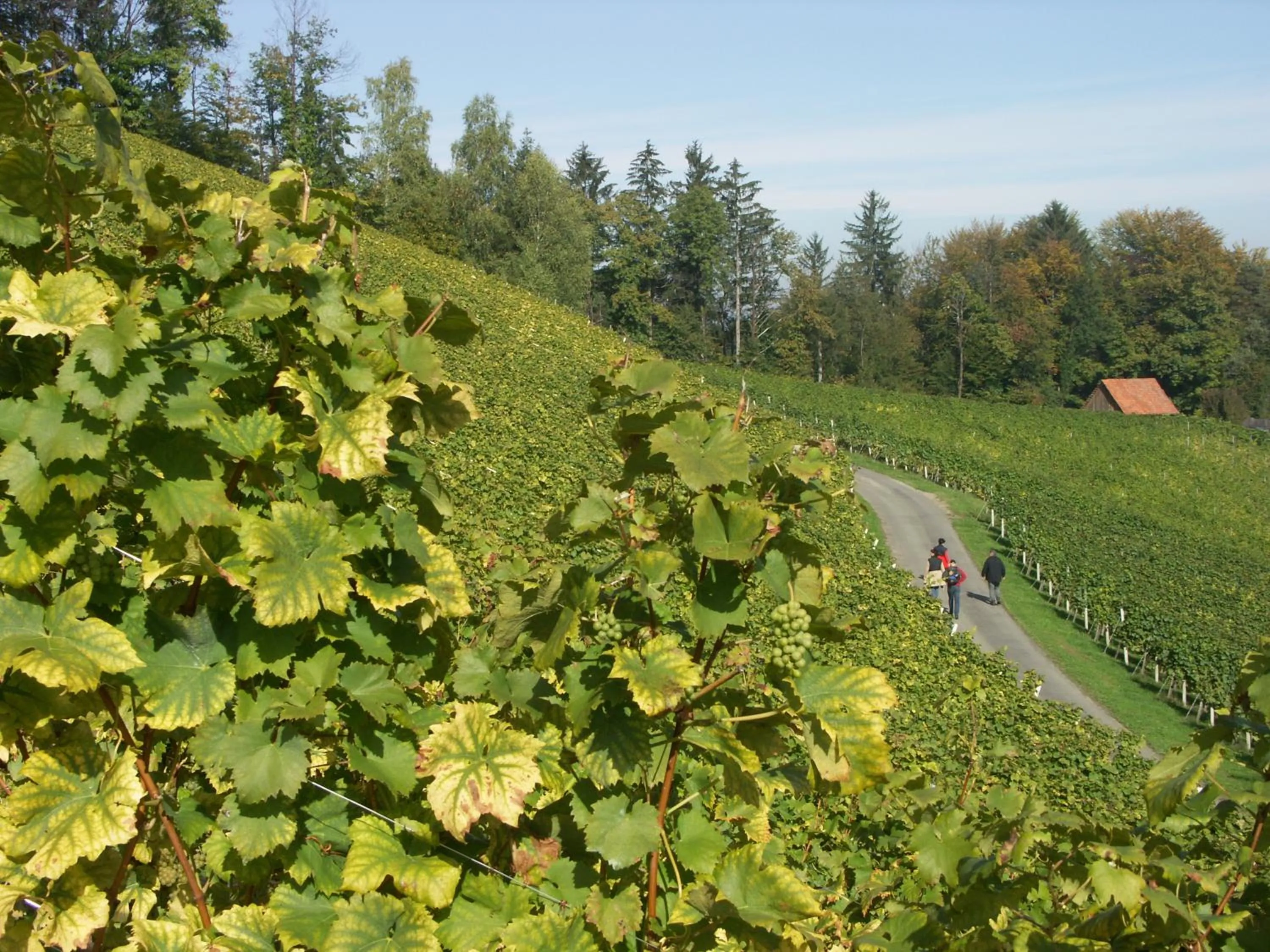 Area and facilities in Hotel am Marktplatz - Landgasthof Wratschko - Gamlitz