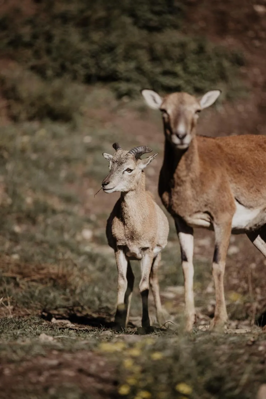 Garden in Parkhotel Matrei