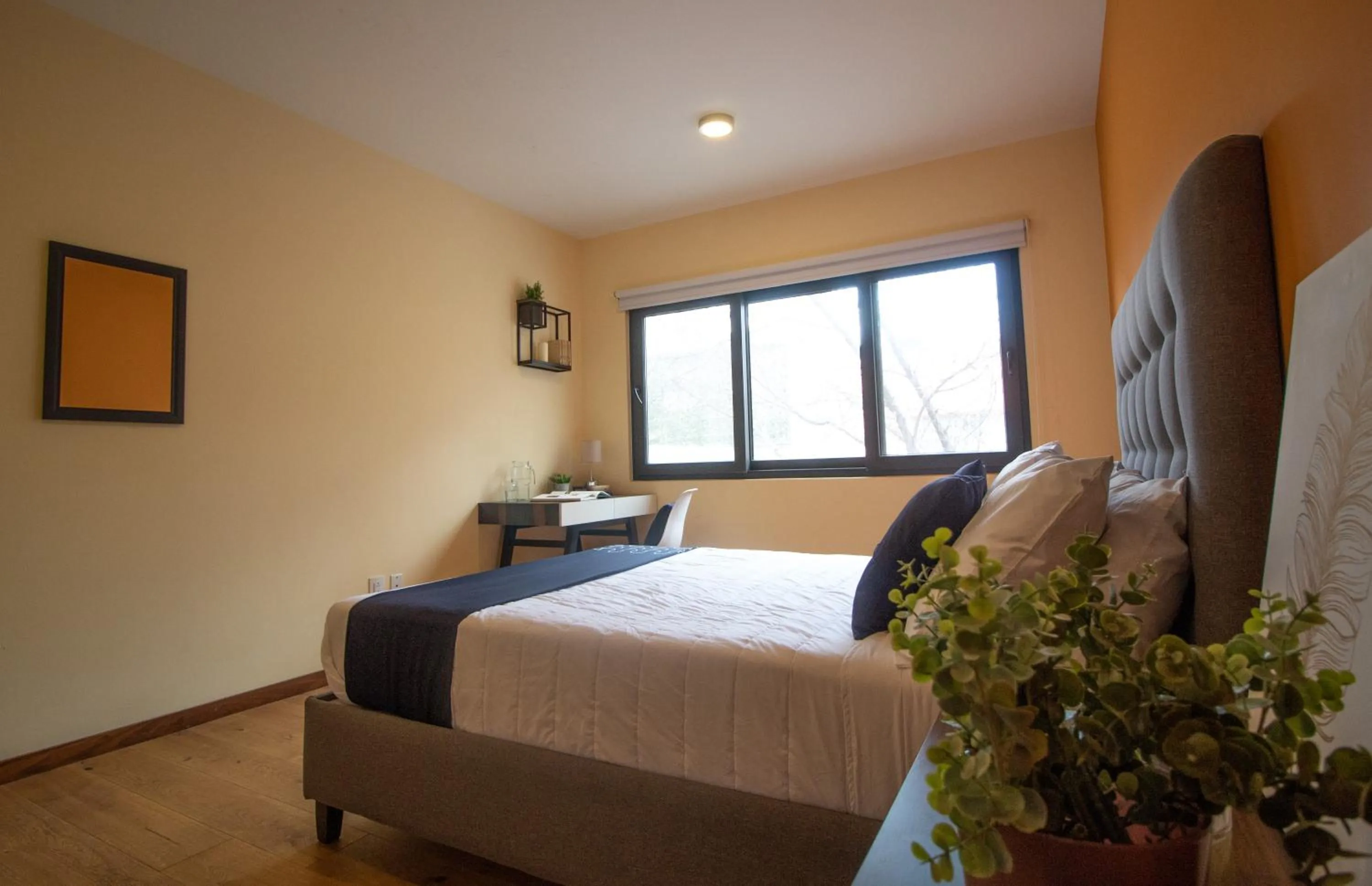 Bed in Singular Sócrates