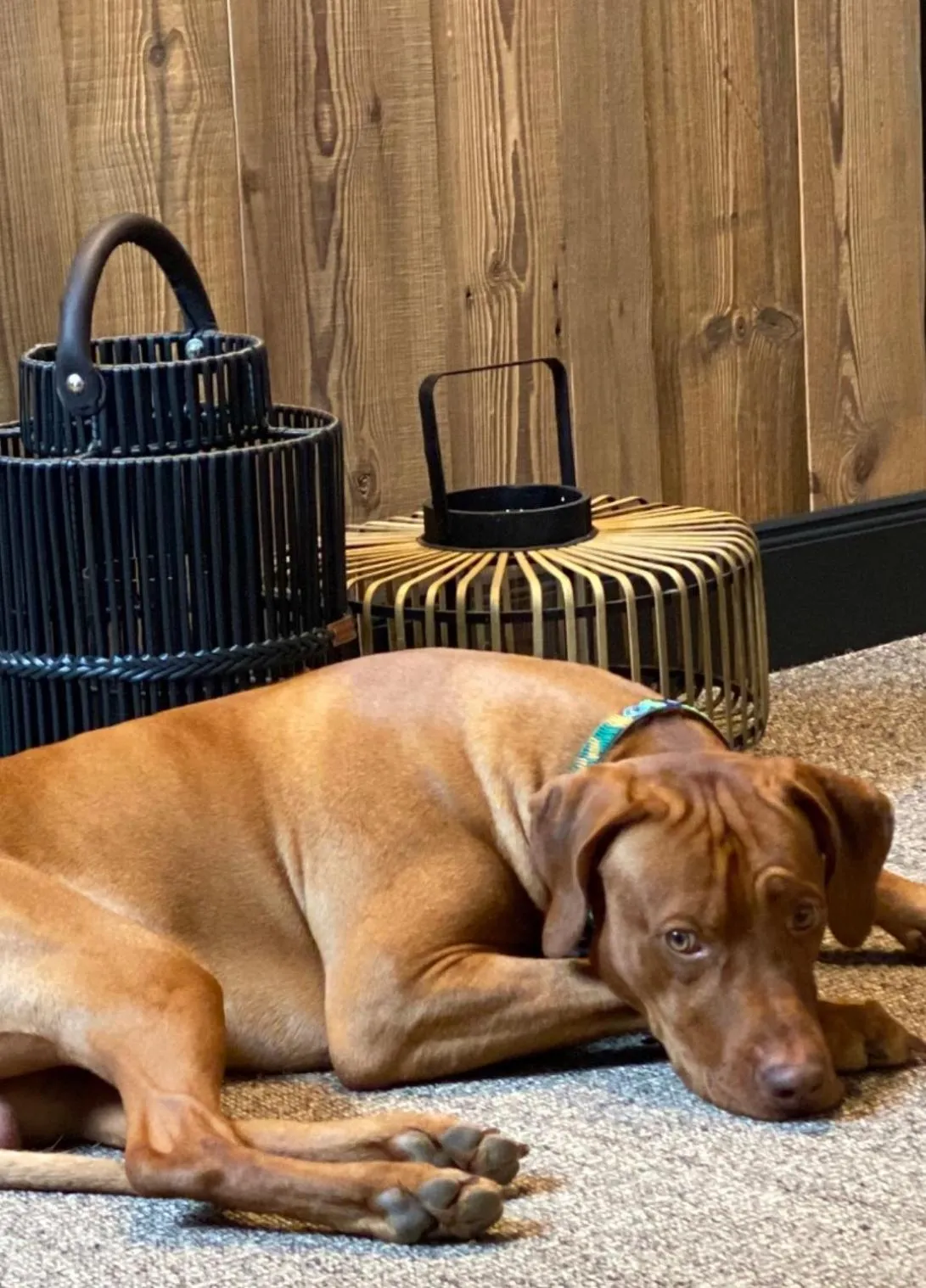 Pets in Boutiquehotel Weisses Rössl