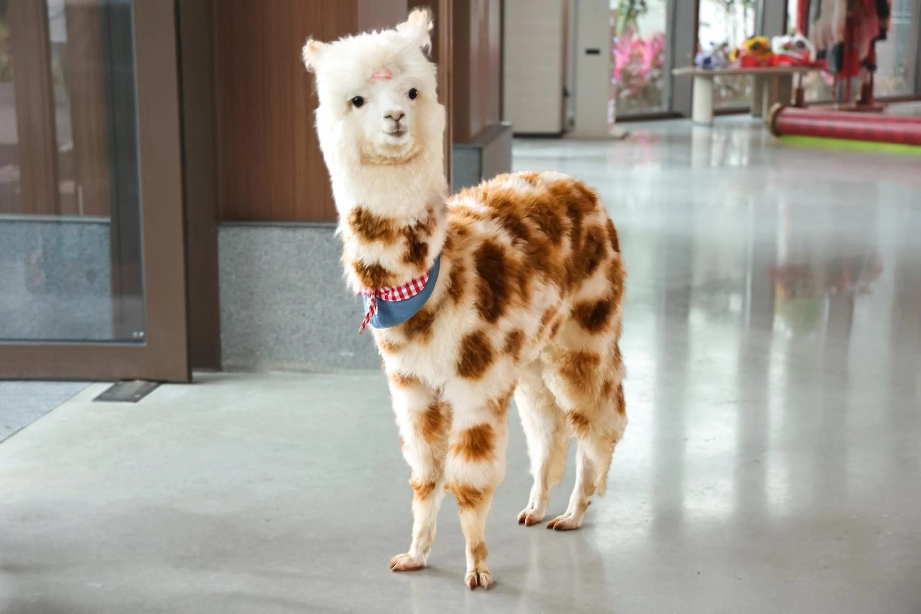 Animals in Holiday Inn & Suites Sanya Yalong Bay