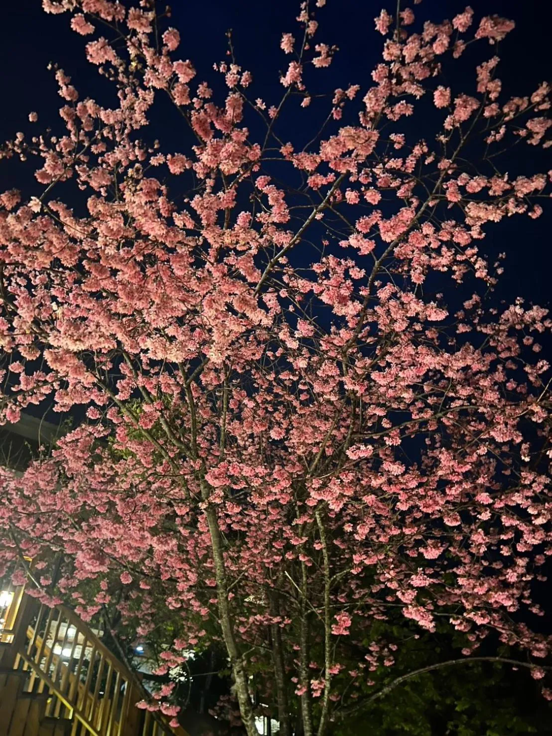 Spring in Spring Ground Resort