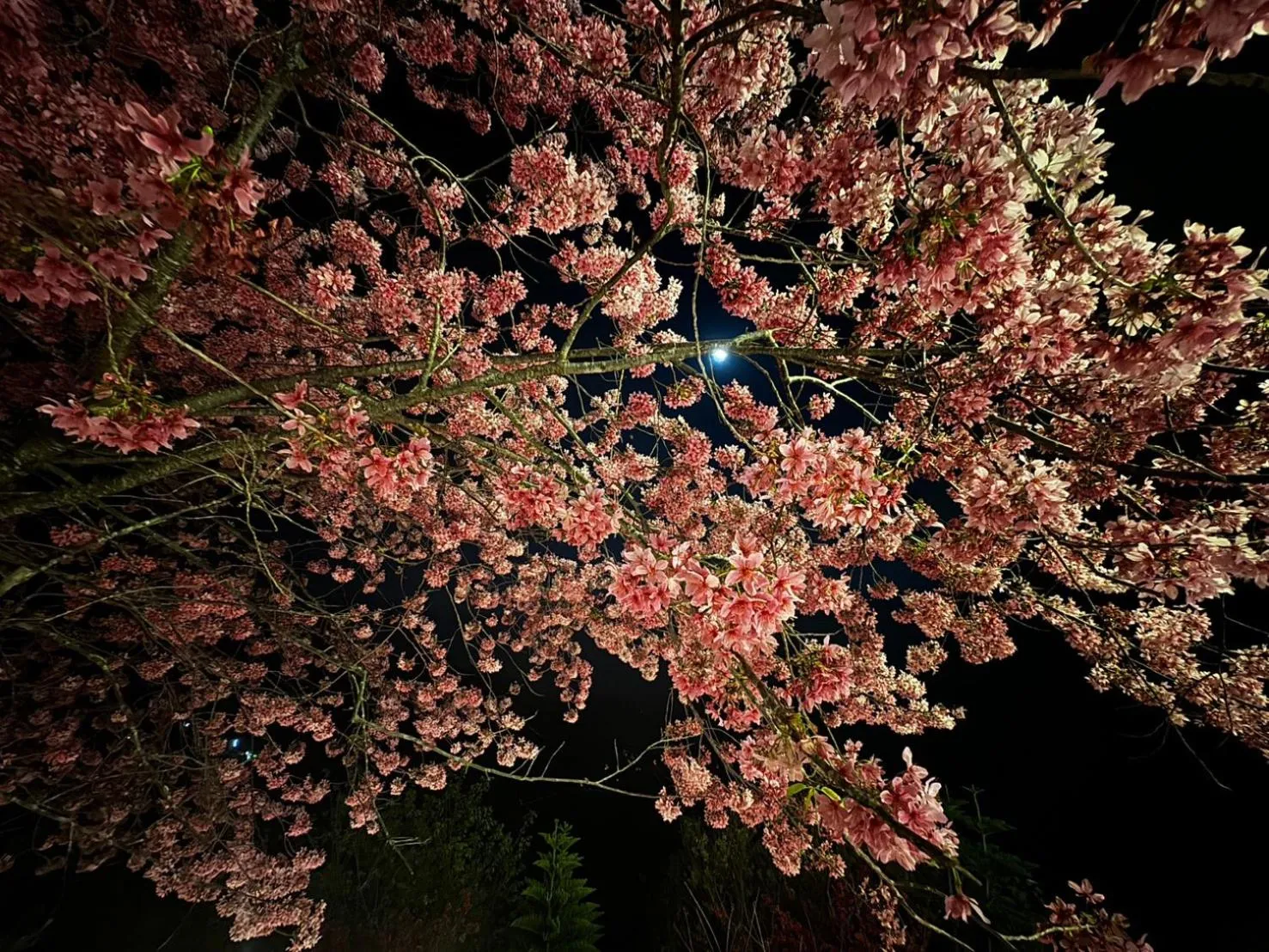 Spring in Spring Ground Resort