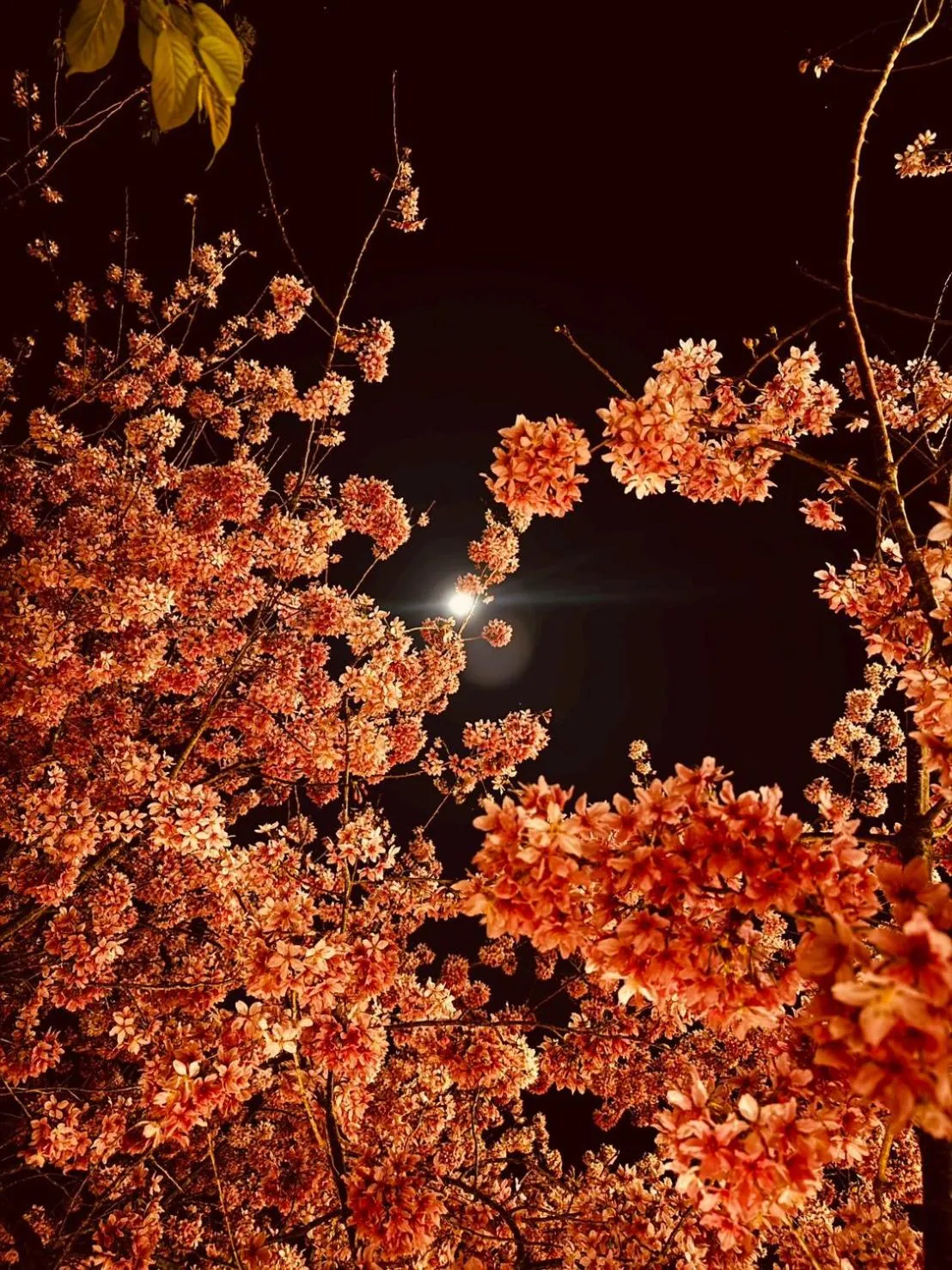 Spring in Spring Ground Resort