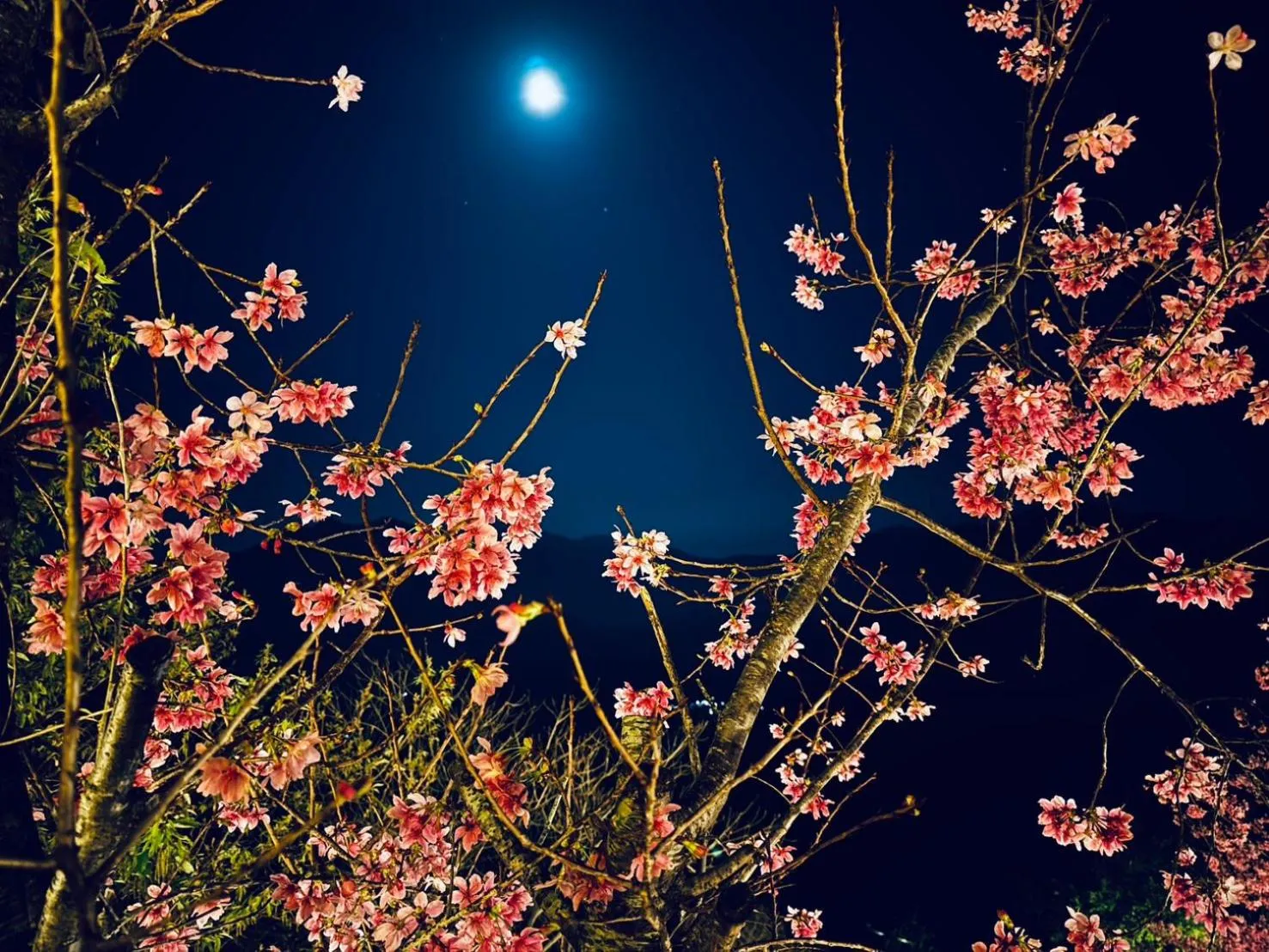 Spring in Spring Ground Resort