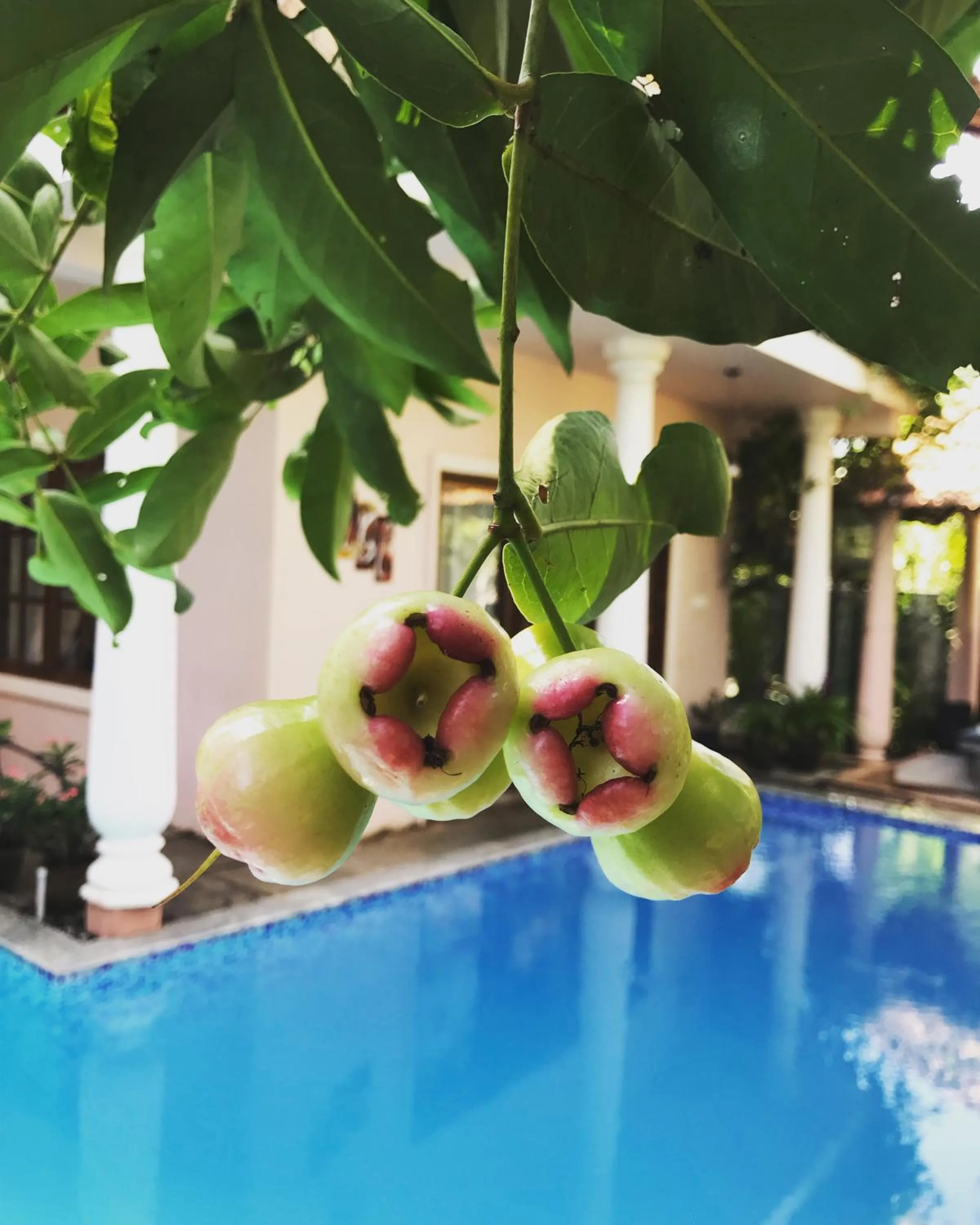 Pool view in Mandaram villas
