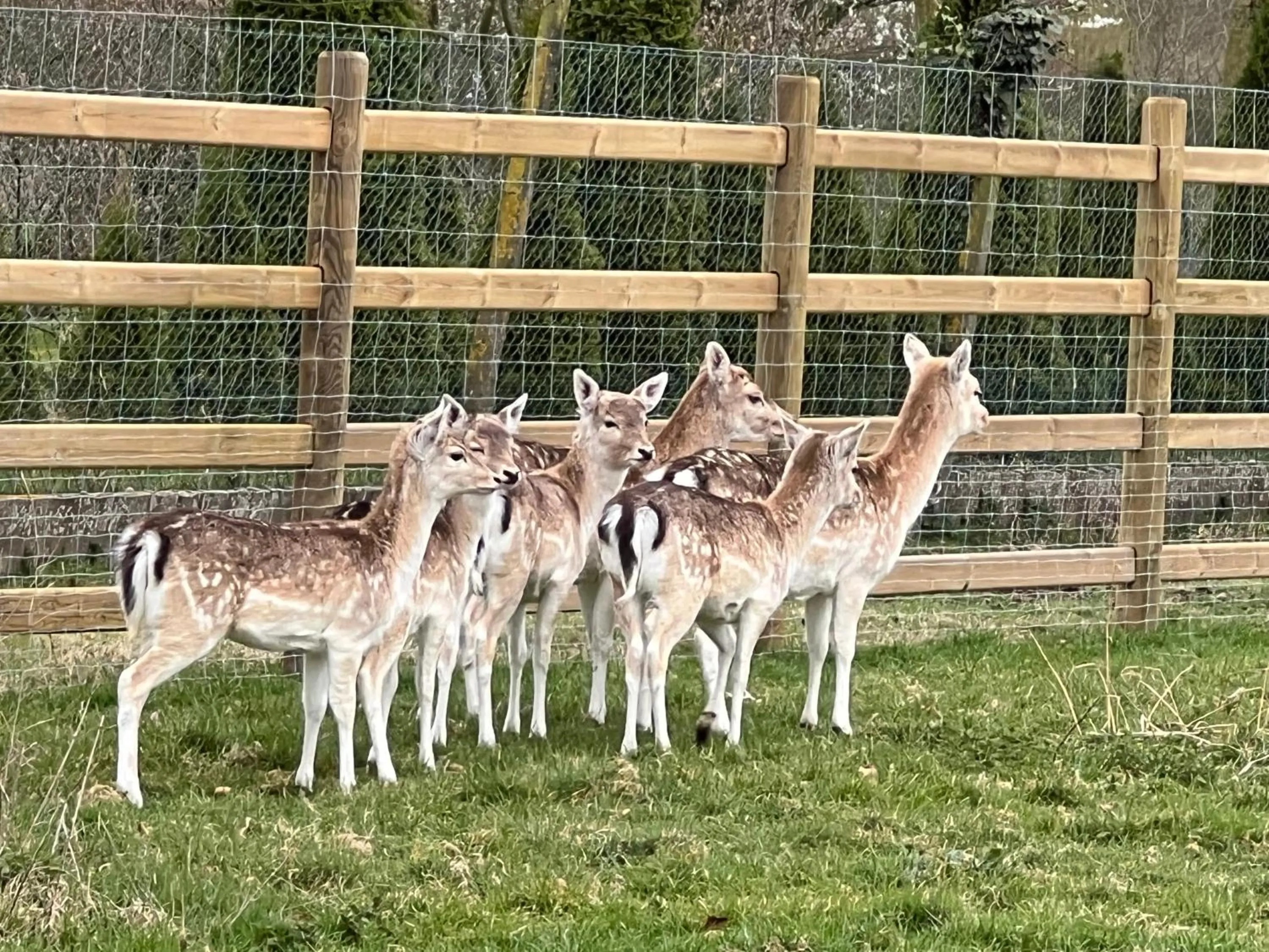 Animals in Hoeve Chartreuse