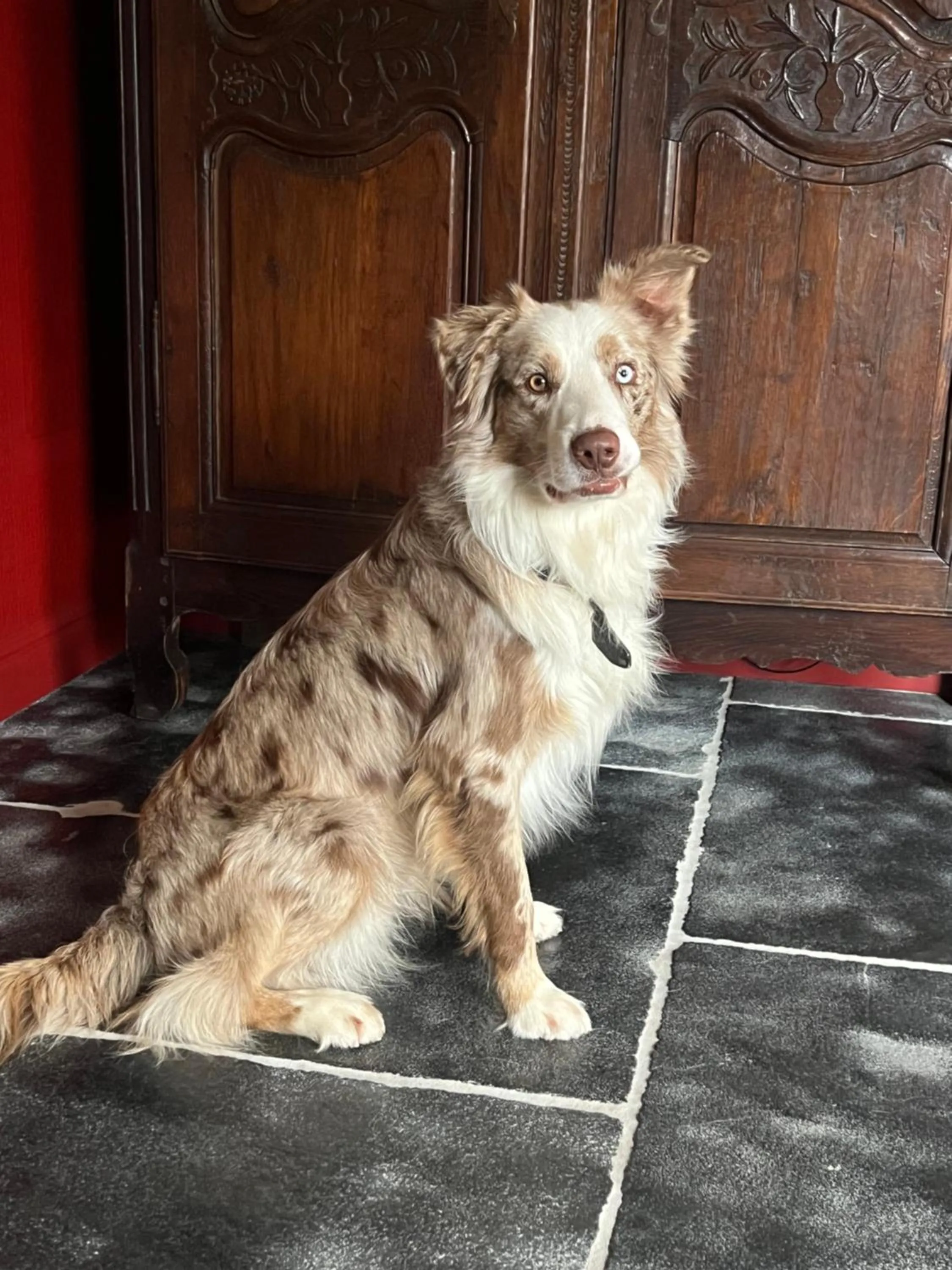 Pets in Hoeve Chartreuse