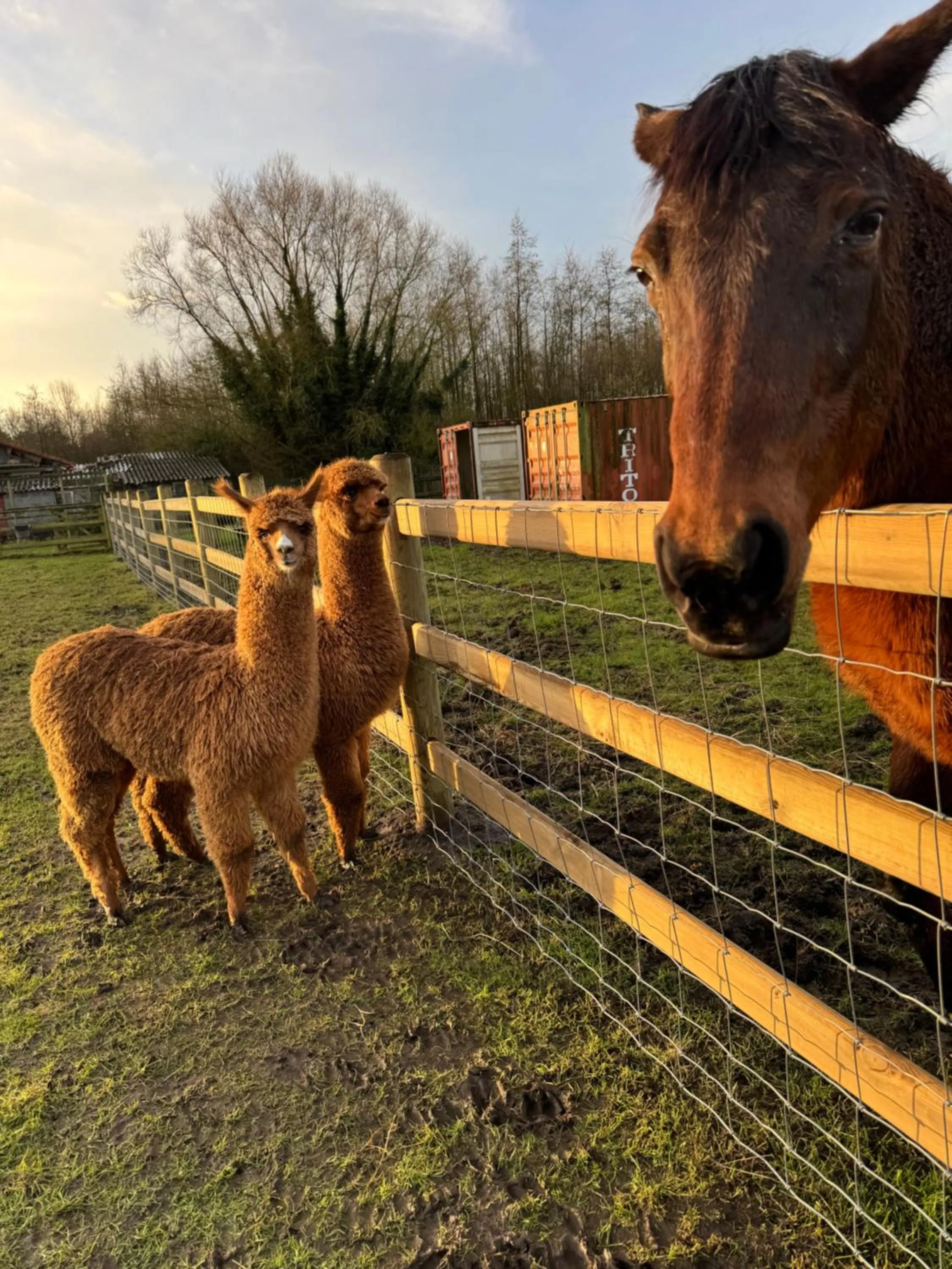 Animals in Hoeve Chartreuse