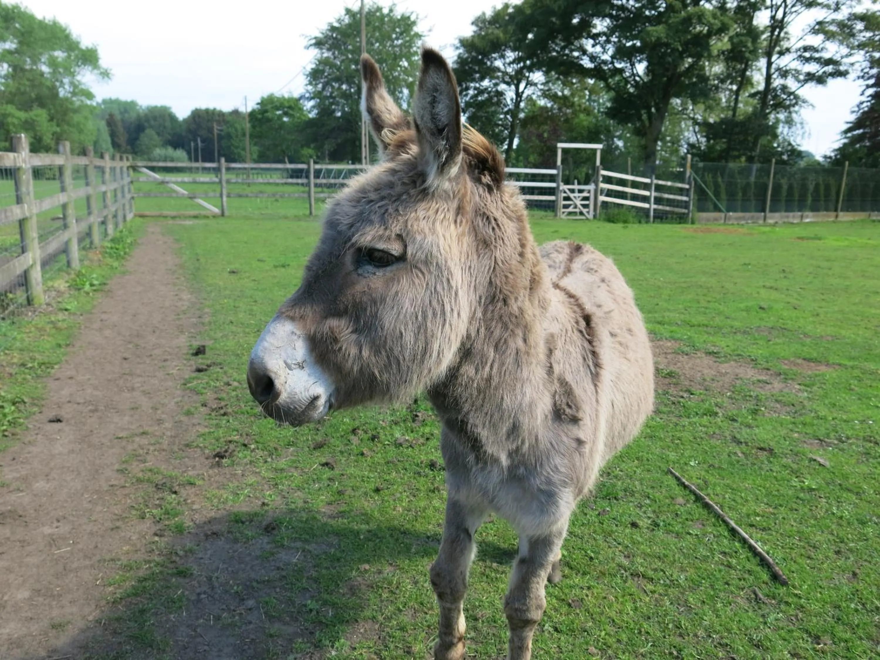 Animals in Hoeve Chartreuse