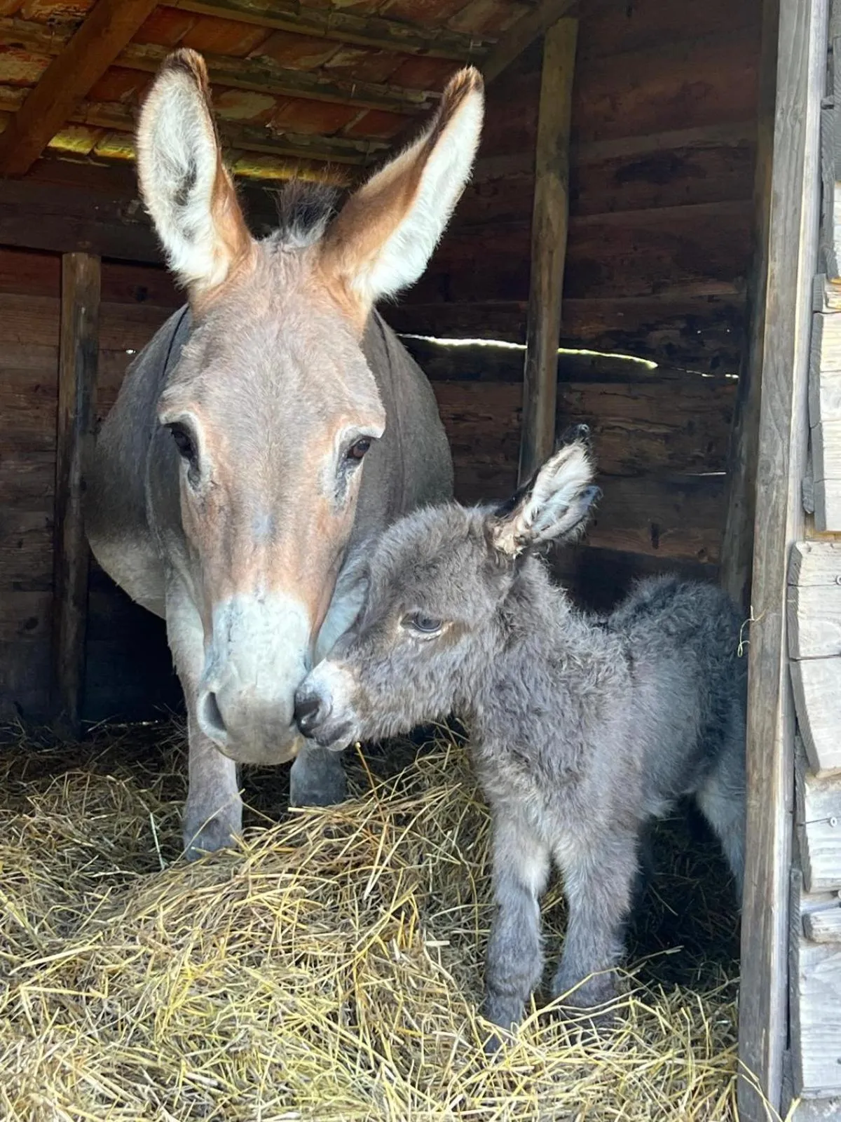Animals in Hoeve Chartreuse