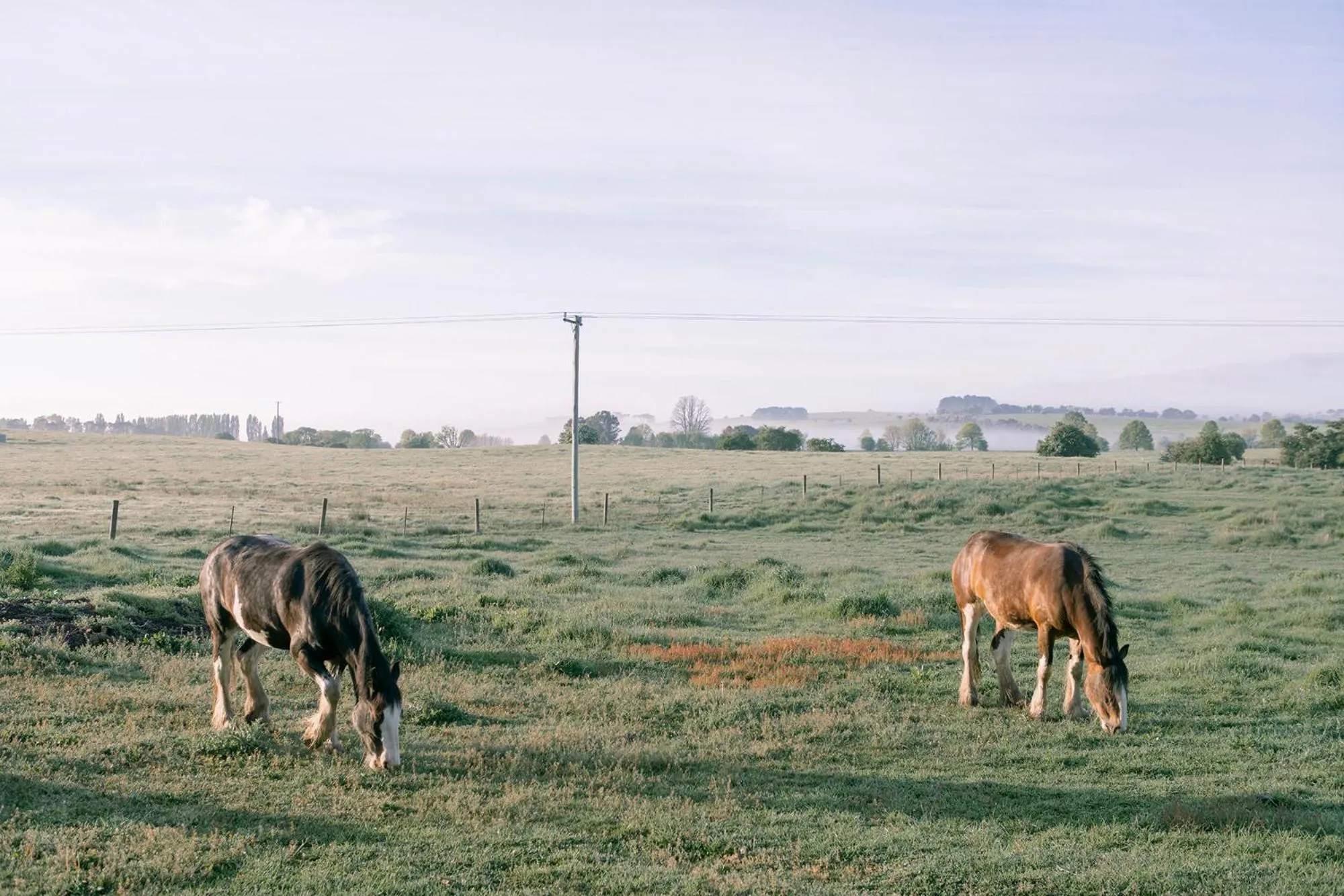 Mona Farm