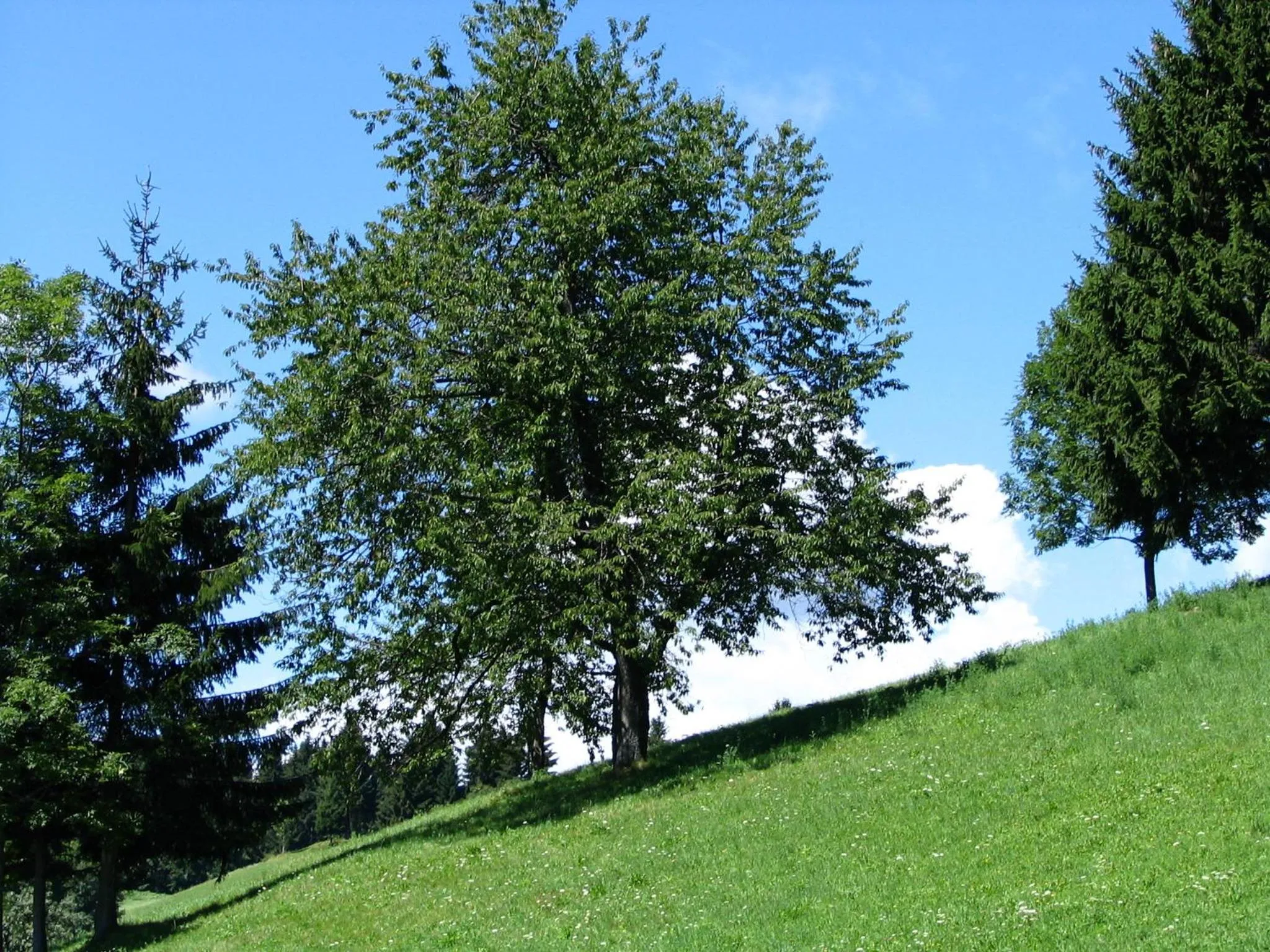 Natural landscape in B&B Na Kluk