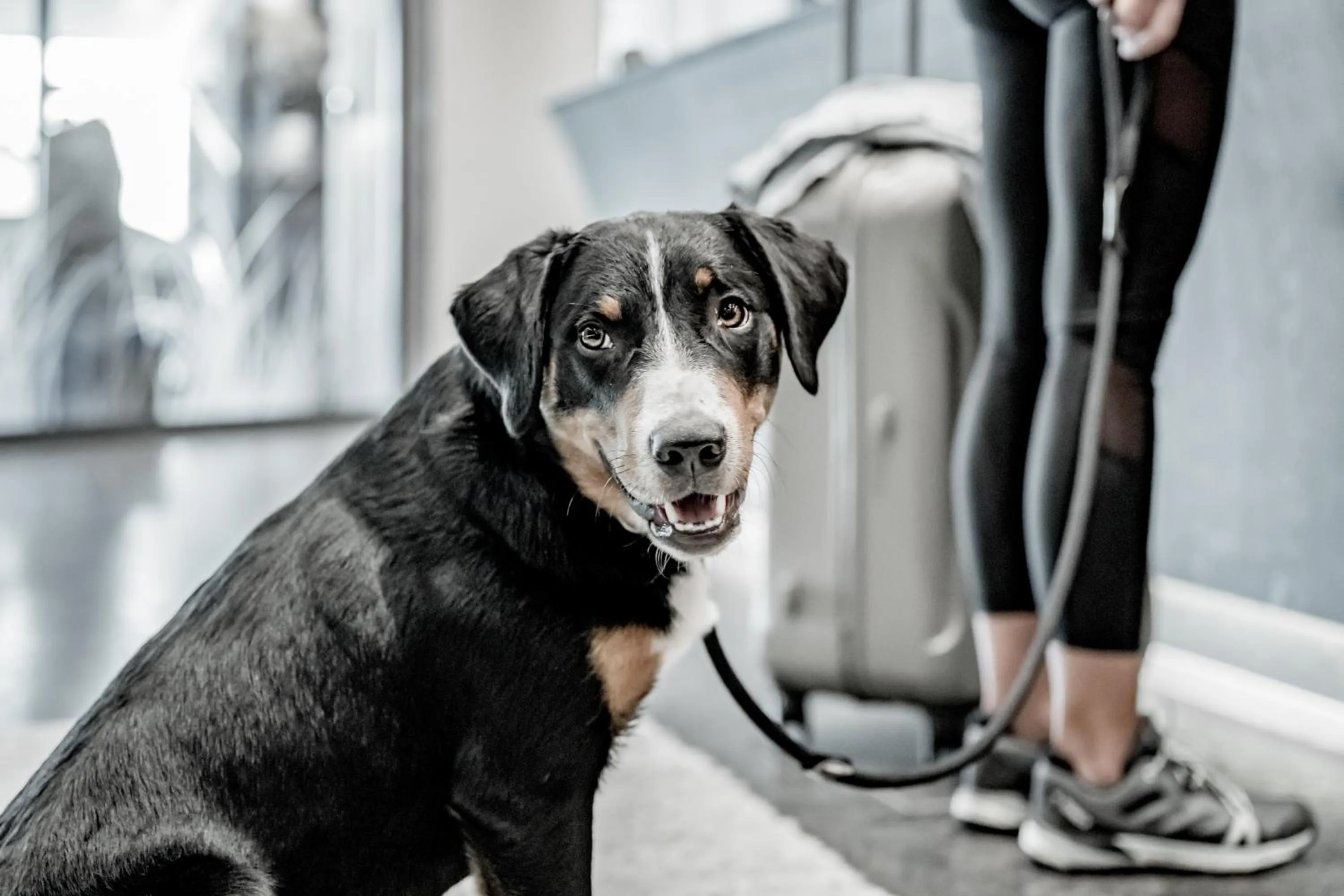 Pets in SKI - GOLF - WELLNESS Hotel Riml