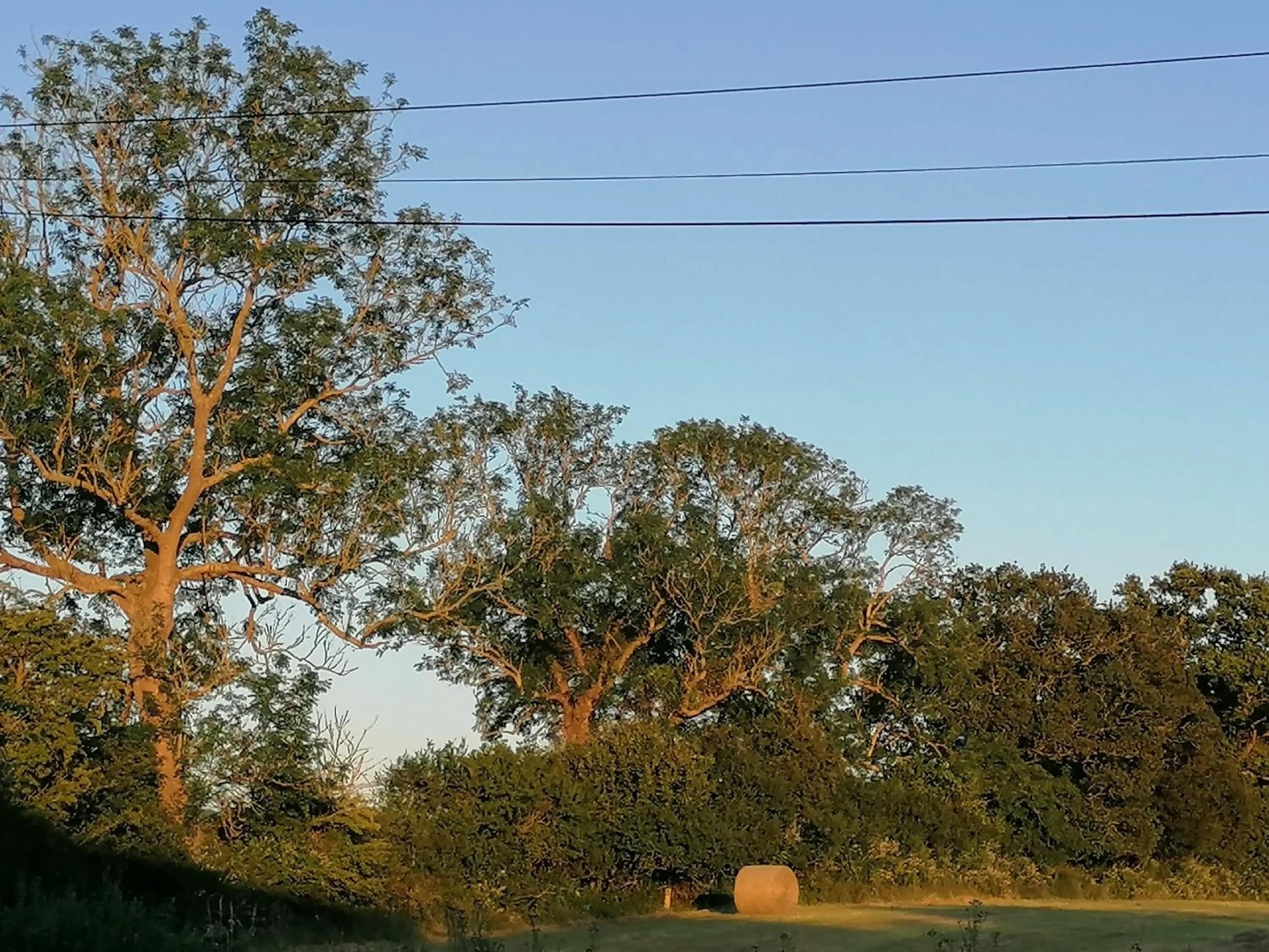 les hirondelles bleues