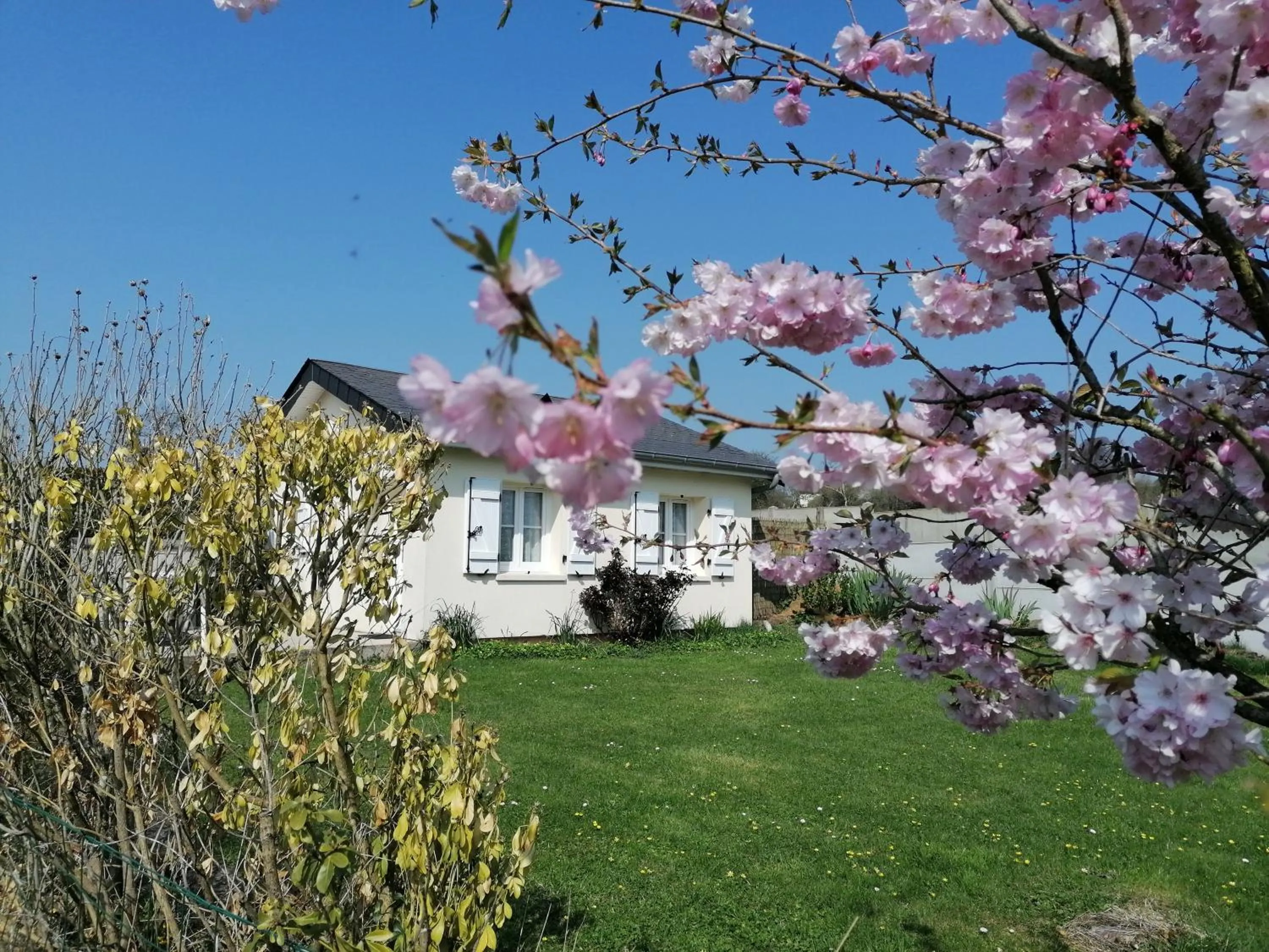 les hirondelles bleues