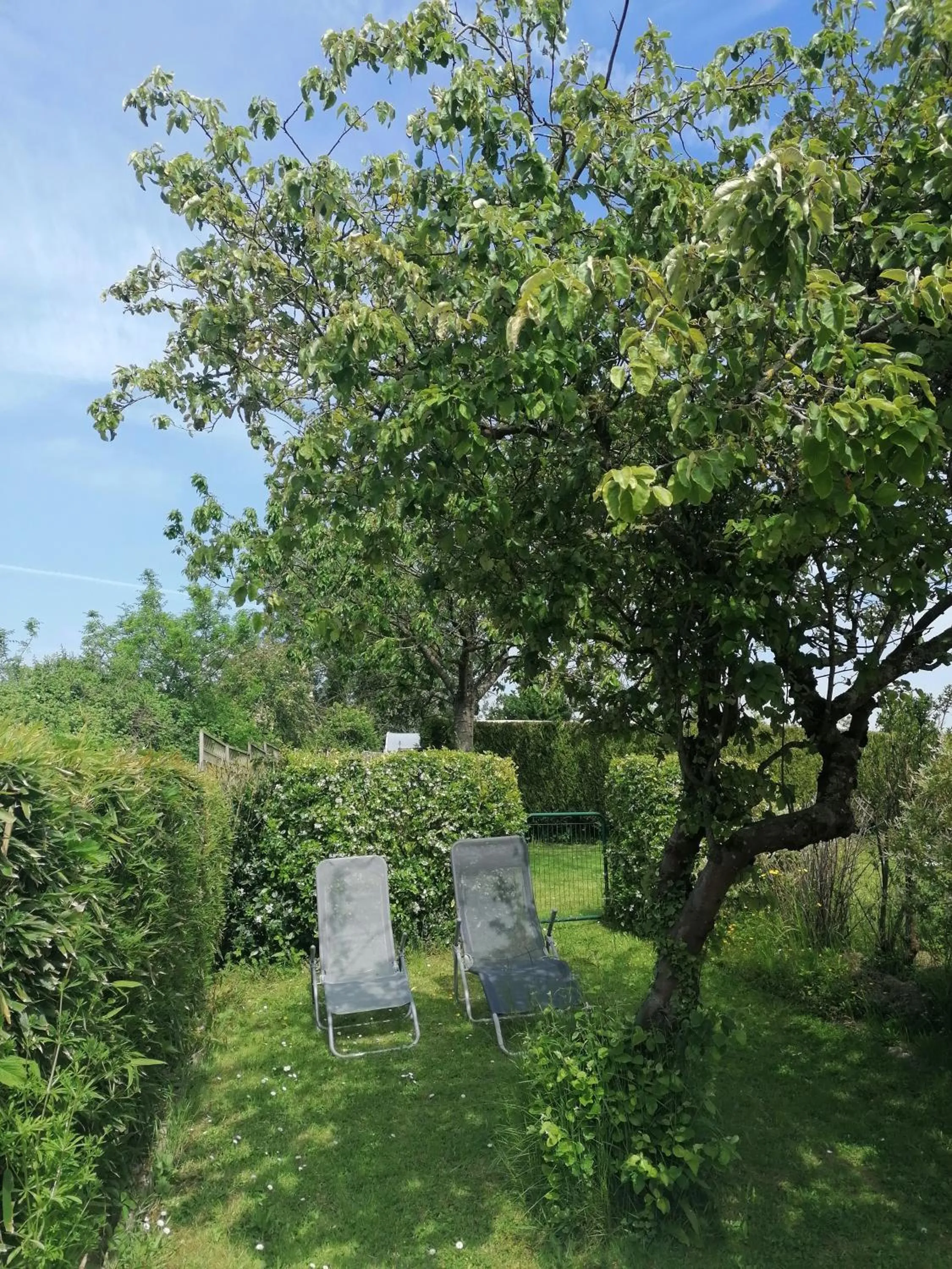 les hirondelles bleues