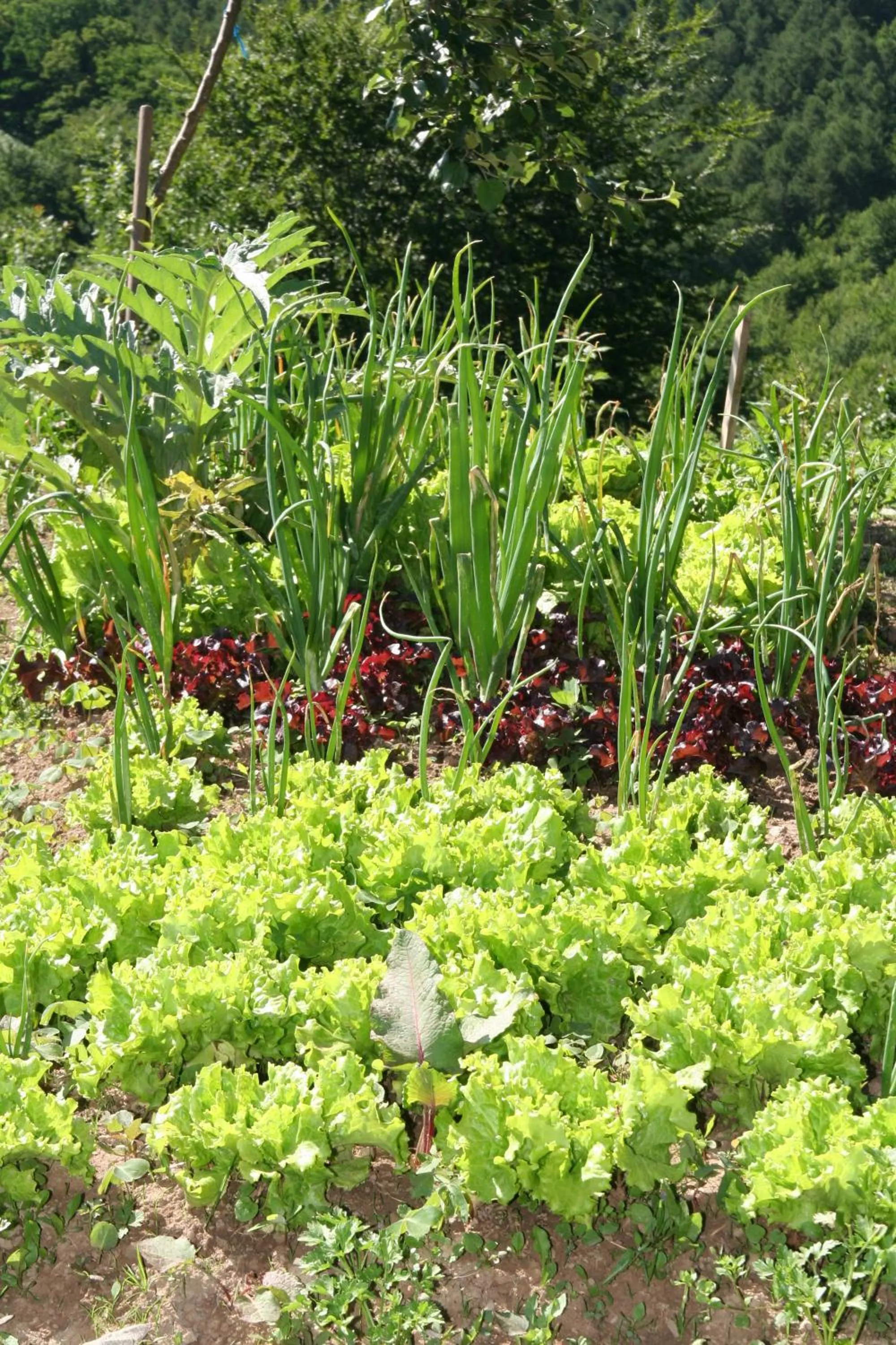 Garden in Casa Rural Ecológica Kaaño Etxea