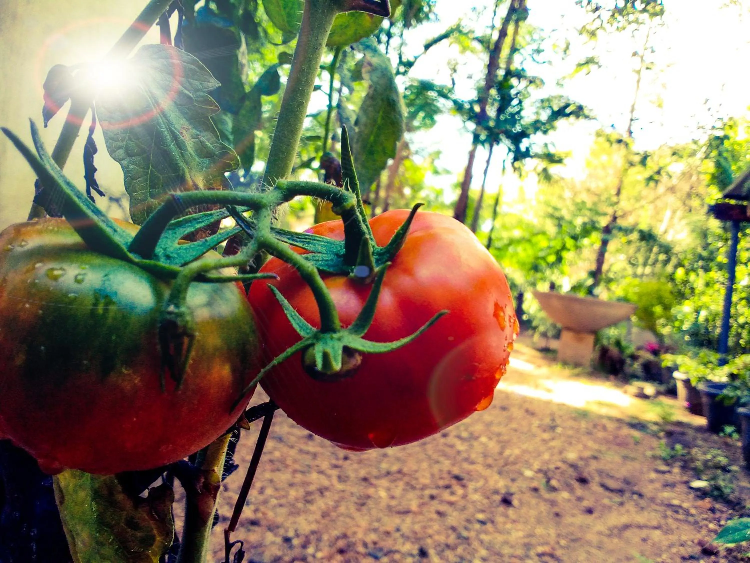 Garden in Ella Walkers Nest