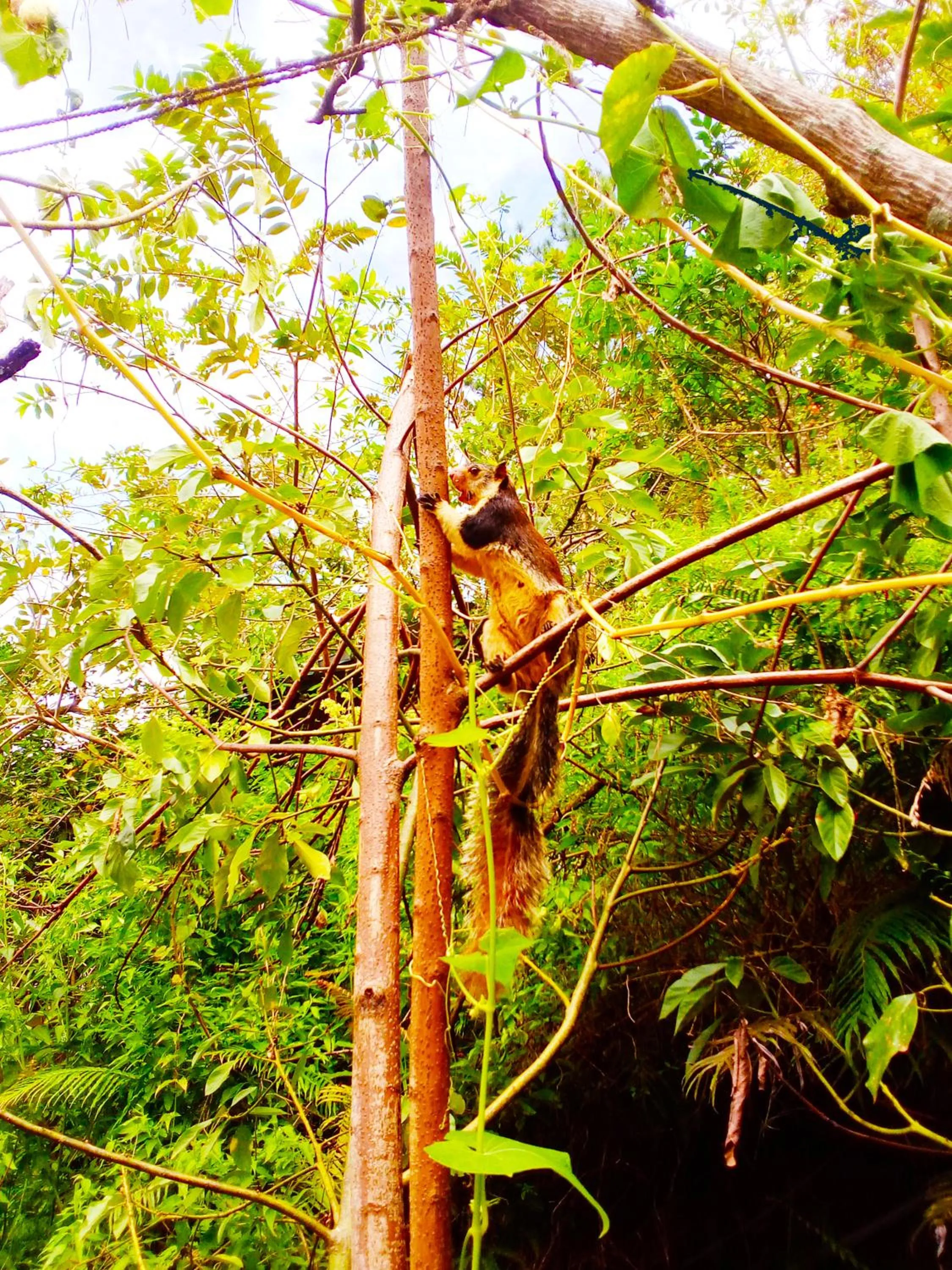 Animals in Ella Walkers Nest