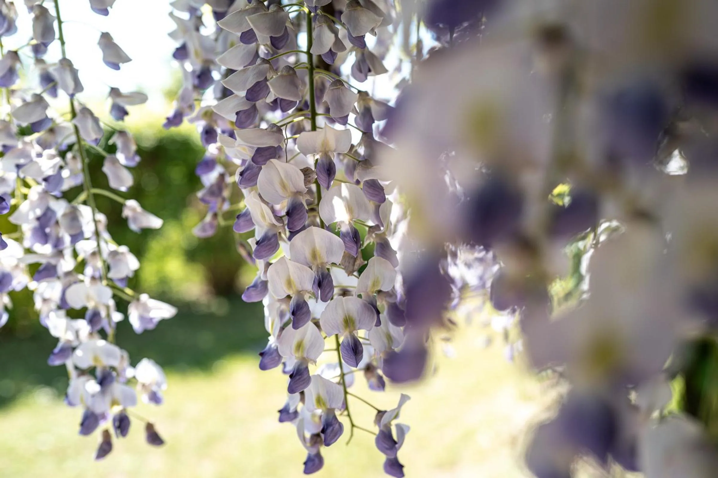 Garden in Villa Hotel