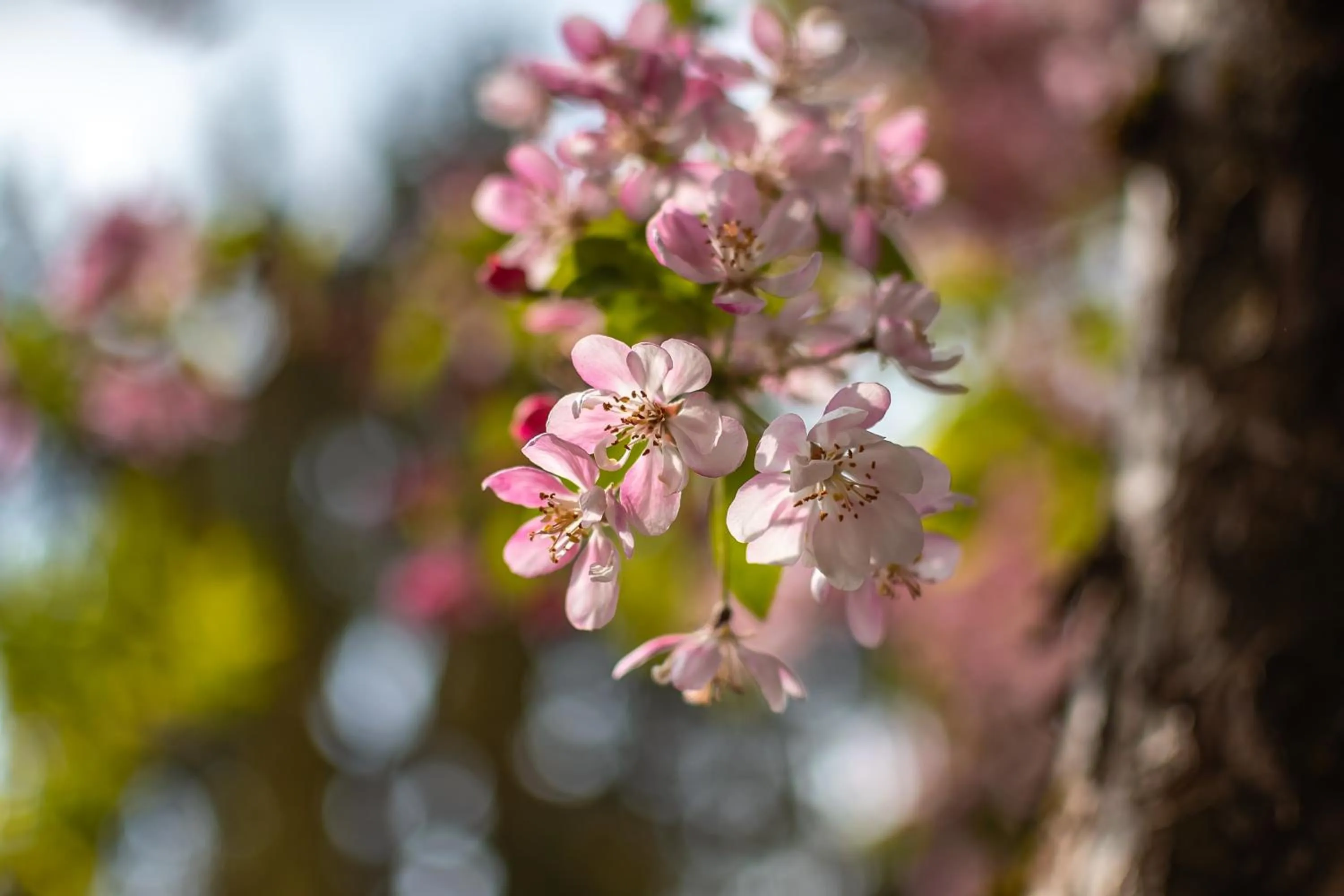 Garden in Hotel Haus Arenberg