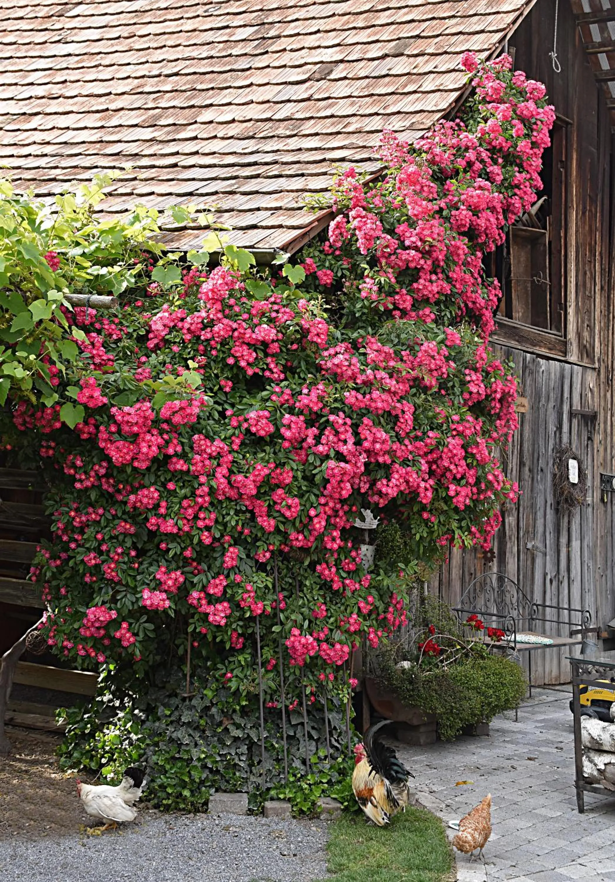 Garden in Hotel Restaurant Mohren