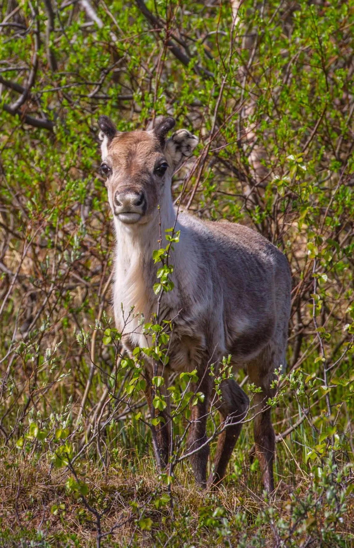 Animals in Abisko Guesthouse & Activities