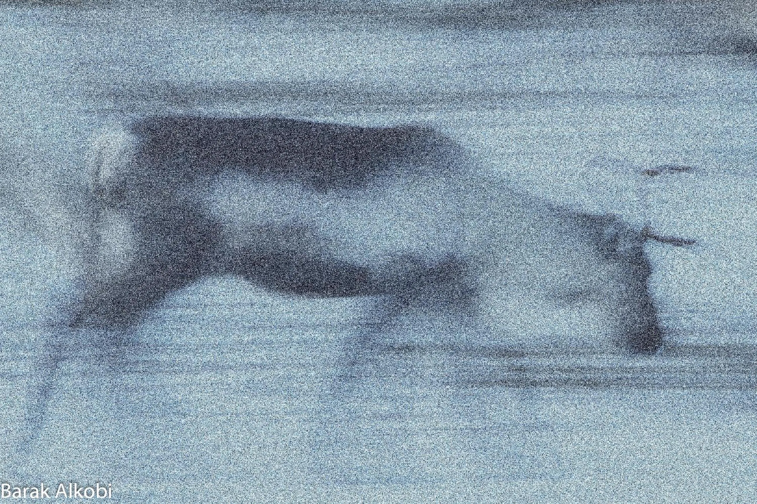 Animals in Abisko Guesthouse & Activities