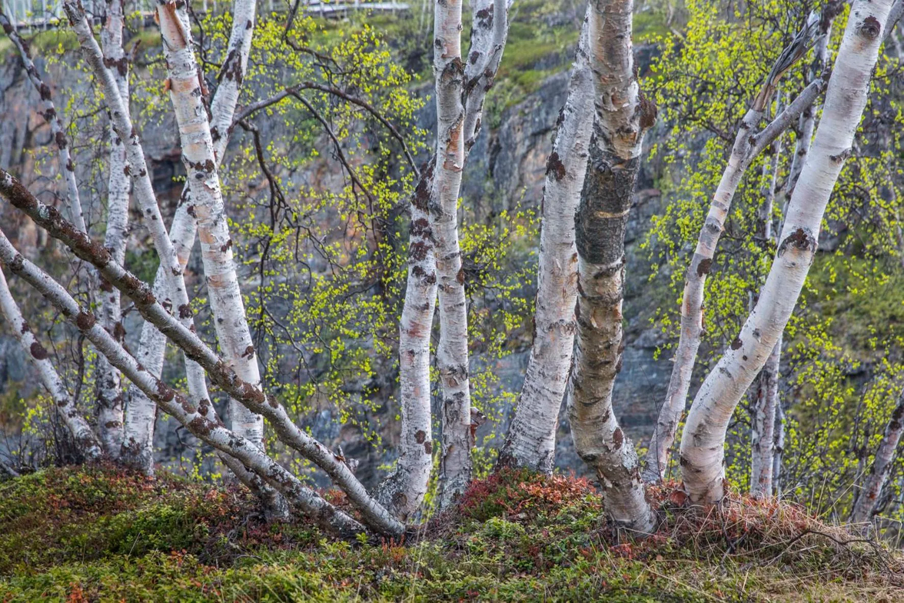 Other in Abisko Guesthouse & Activities