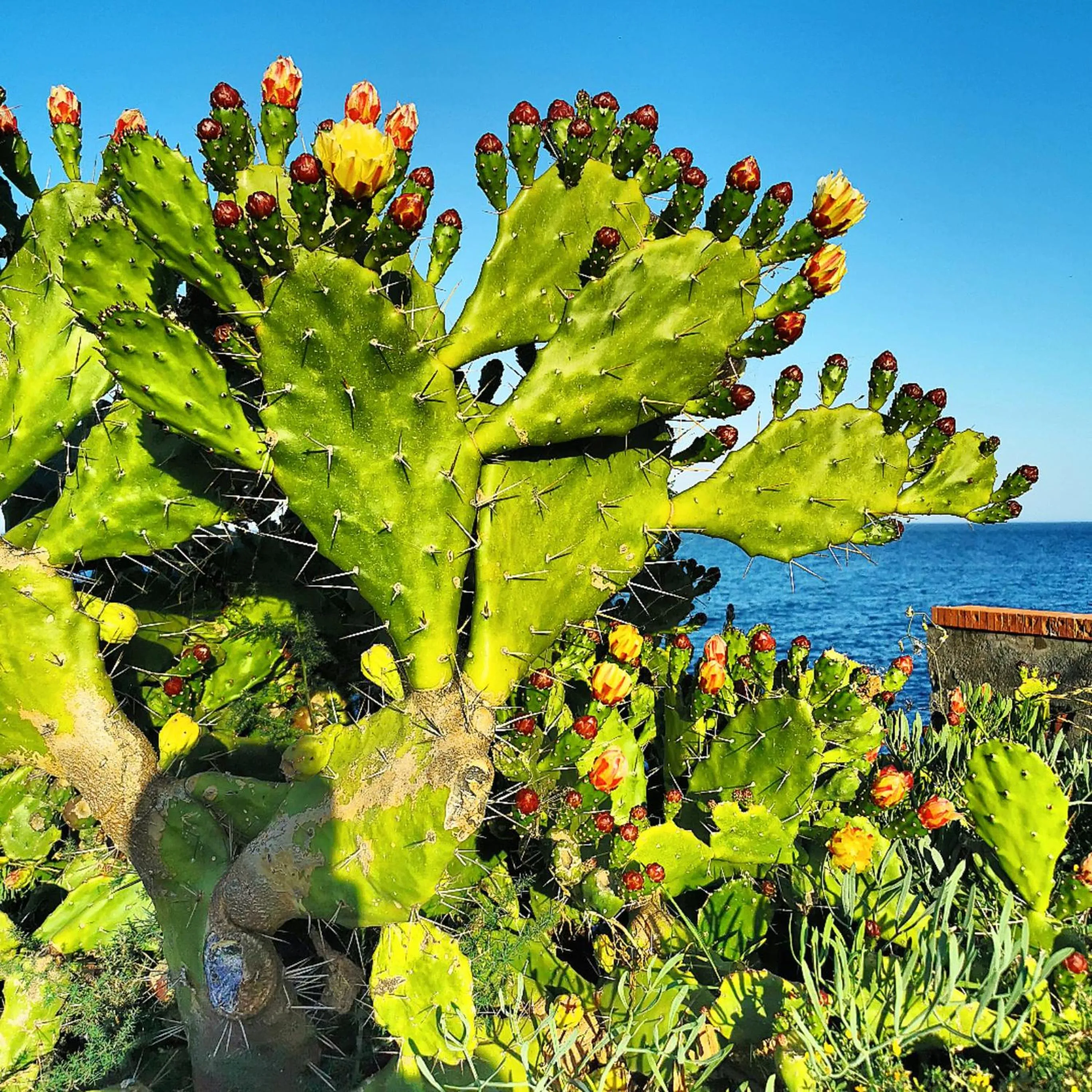 Natural landscape in Made in Sicily Santa Tecla