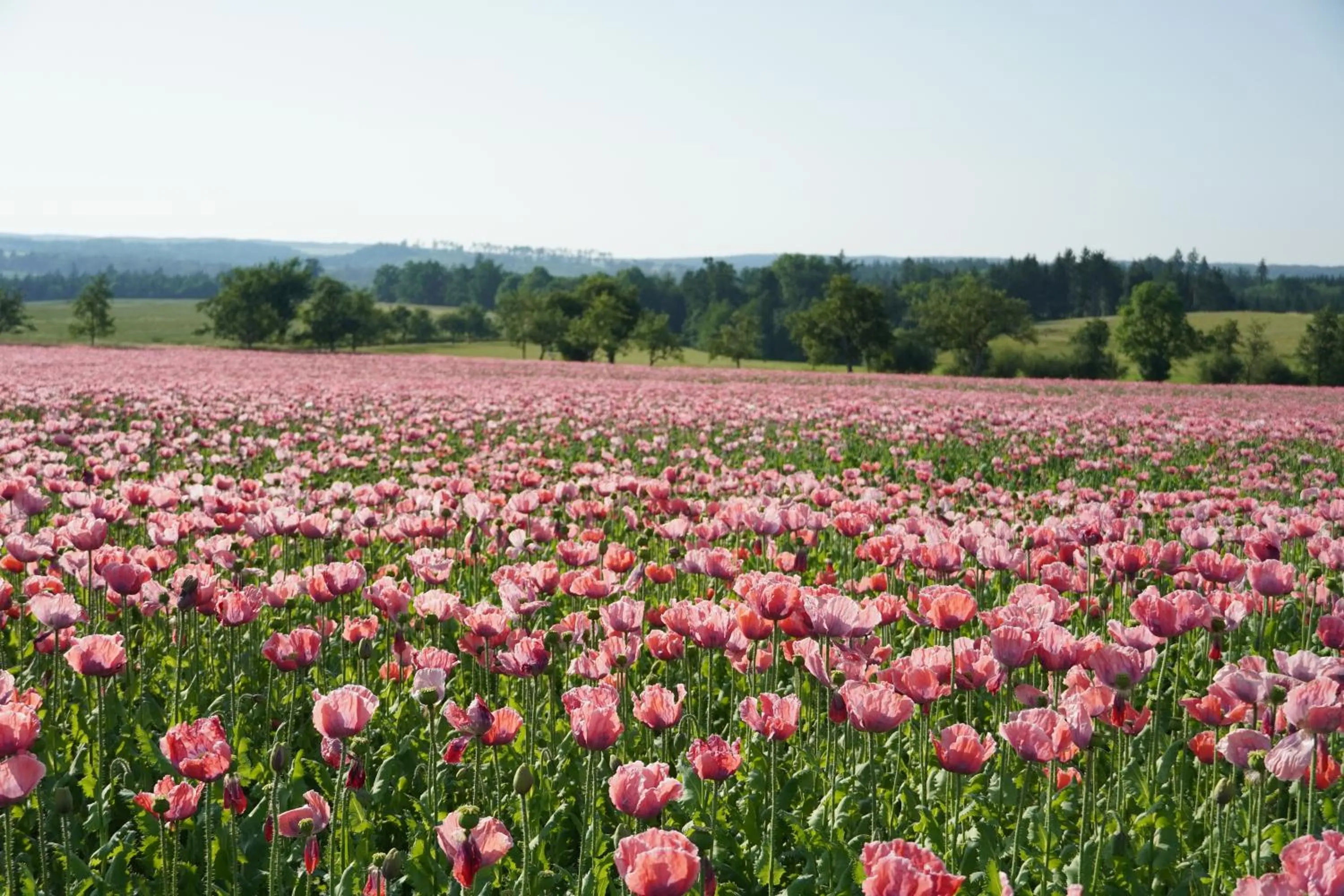 Natural landscape in Schlosshotel Rosenau Superior