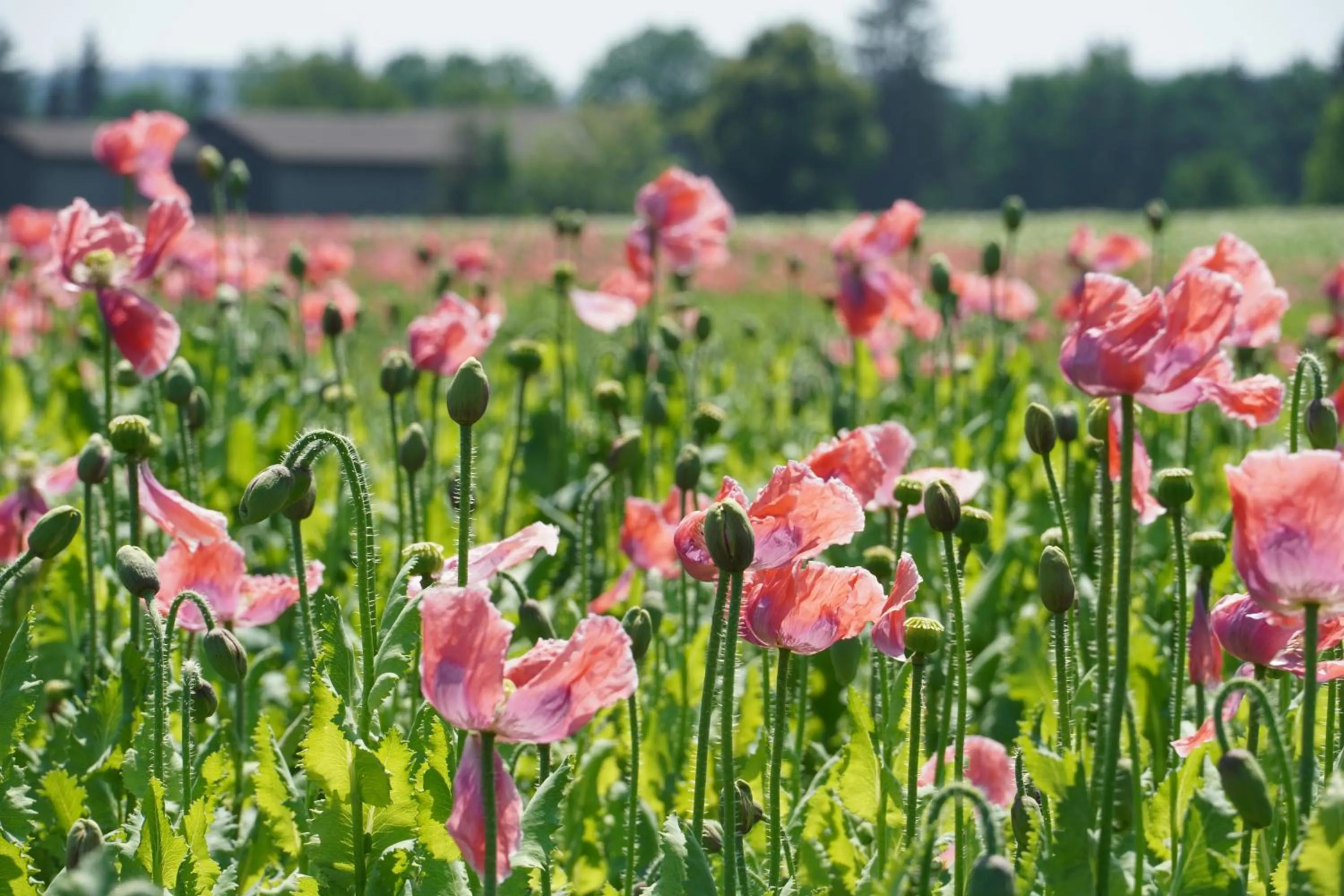 Schlosshotel Rosenau Superior