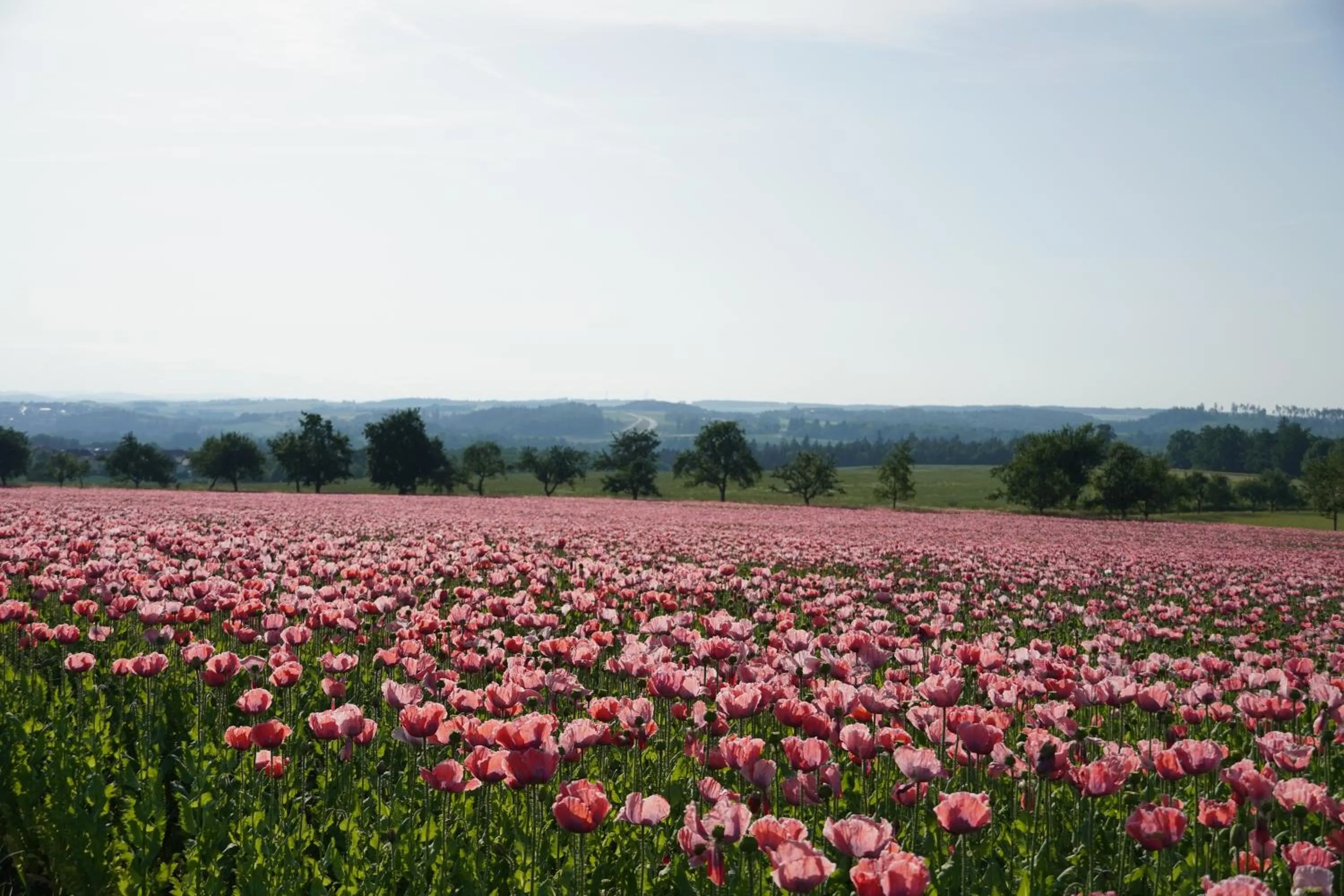 Natural landscape in Schlosshotel Rosenau Superior